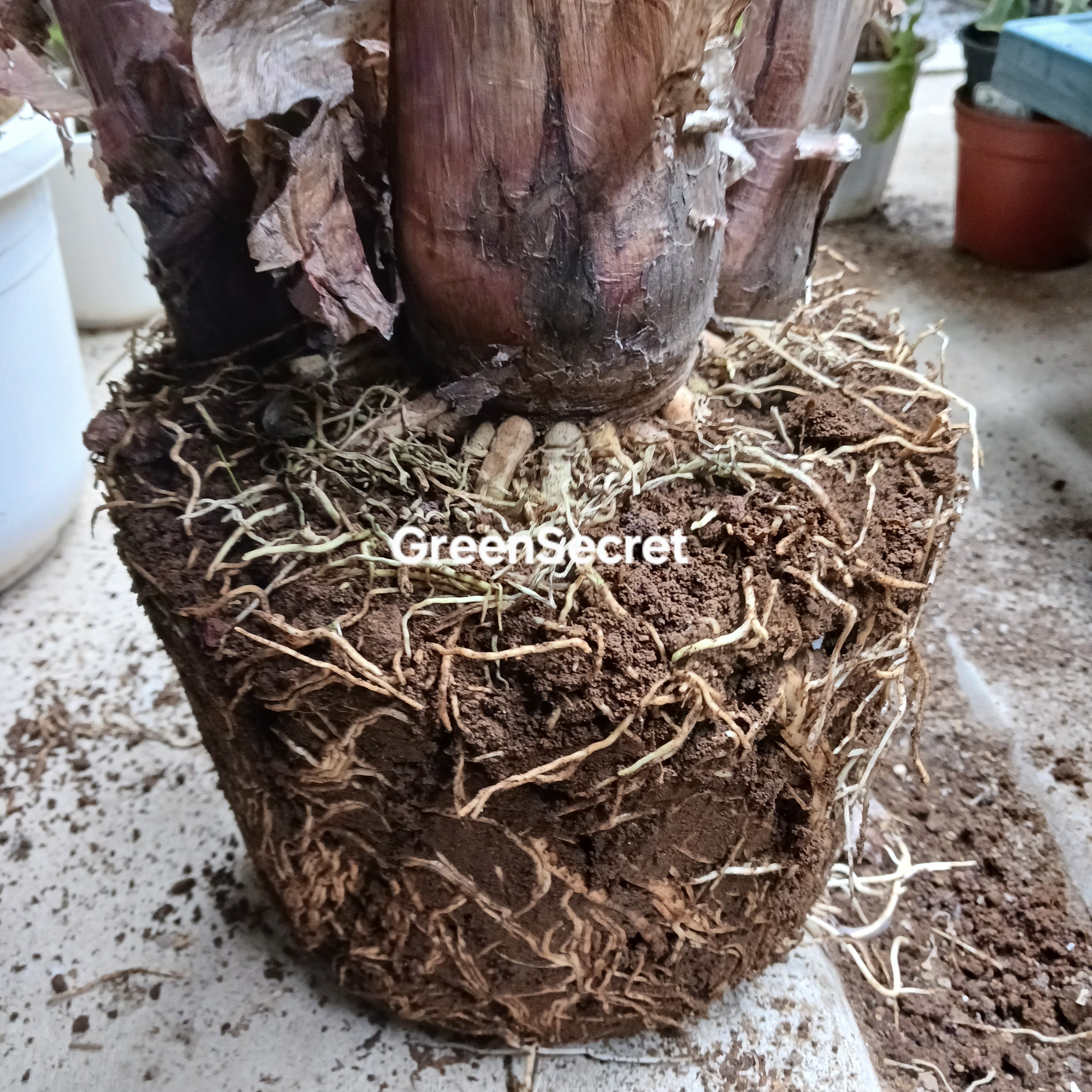 【画像あり】植え替え 完全ガイド | 失敗しない手順と注意点