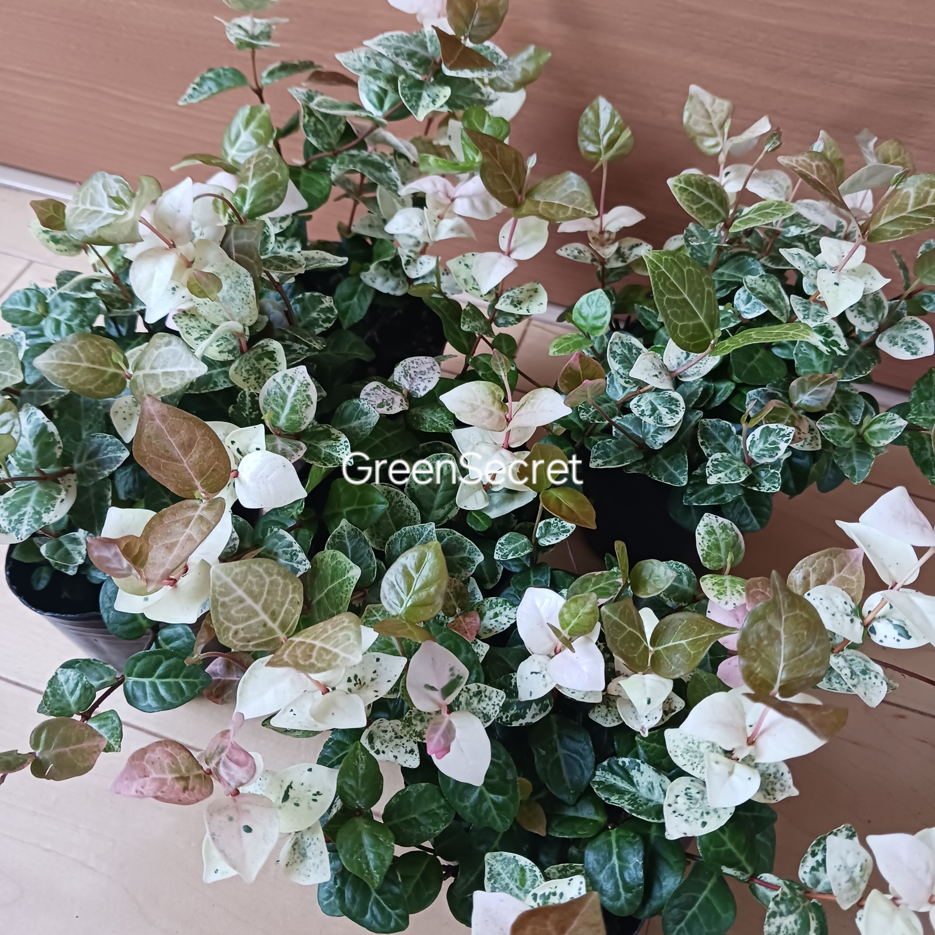 【ピンクと白の新芽がかわいい！】ハツユキカズラの育て方と楽しみ方