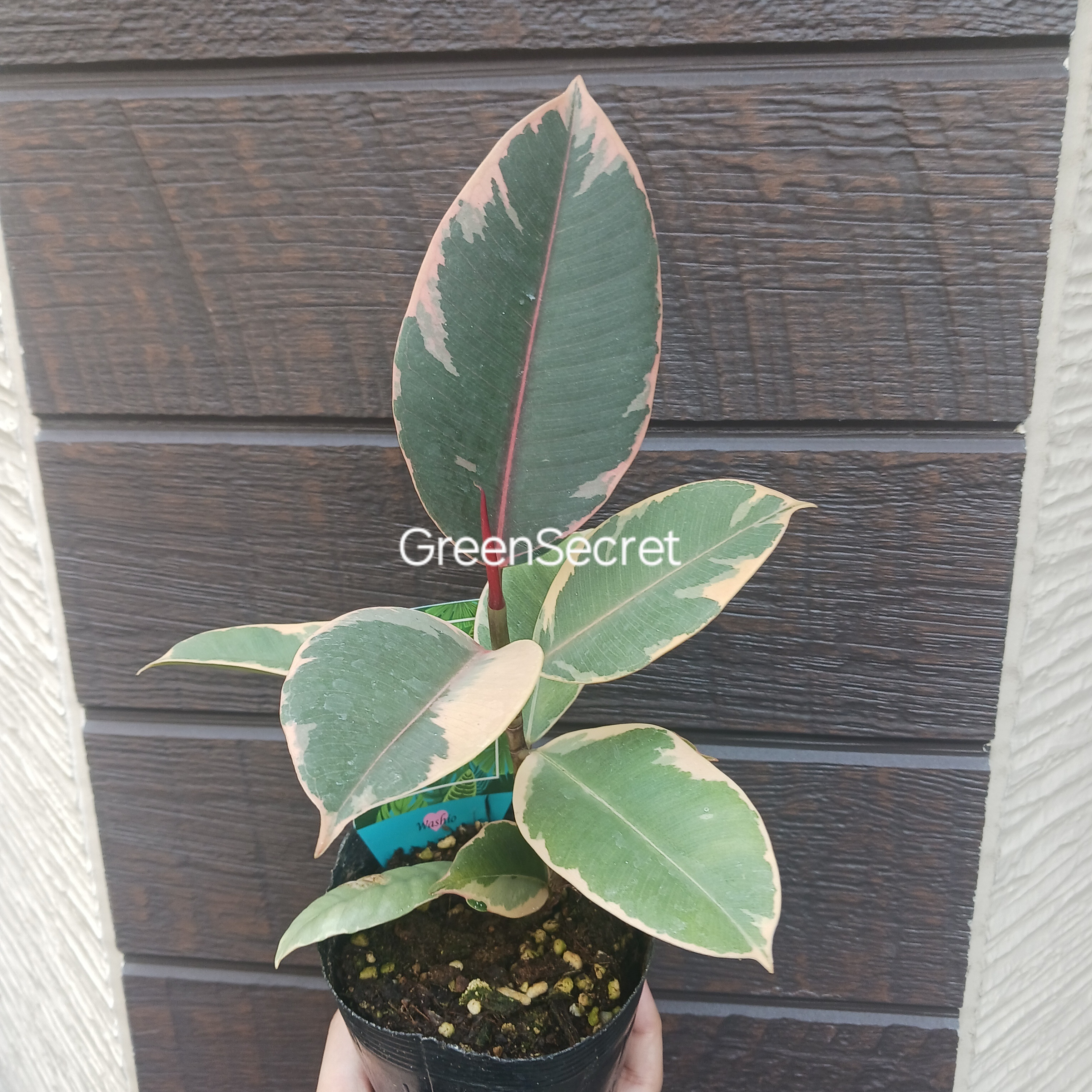 【ティネケとルビーの違いは？】ピンクの斑が美しいフィカス・ルビーの育て方