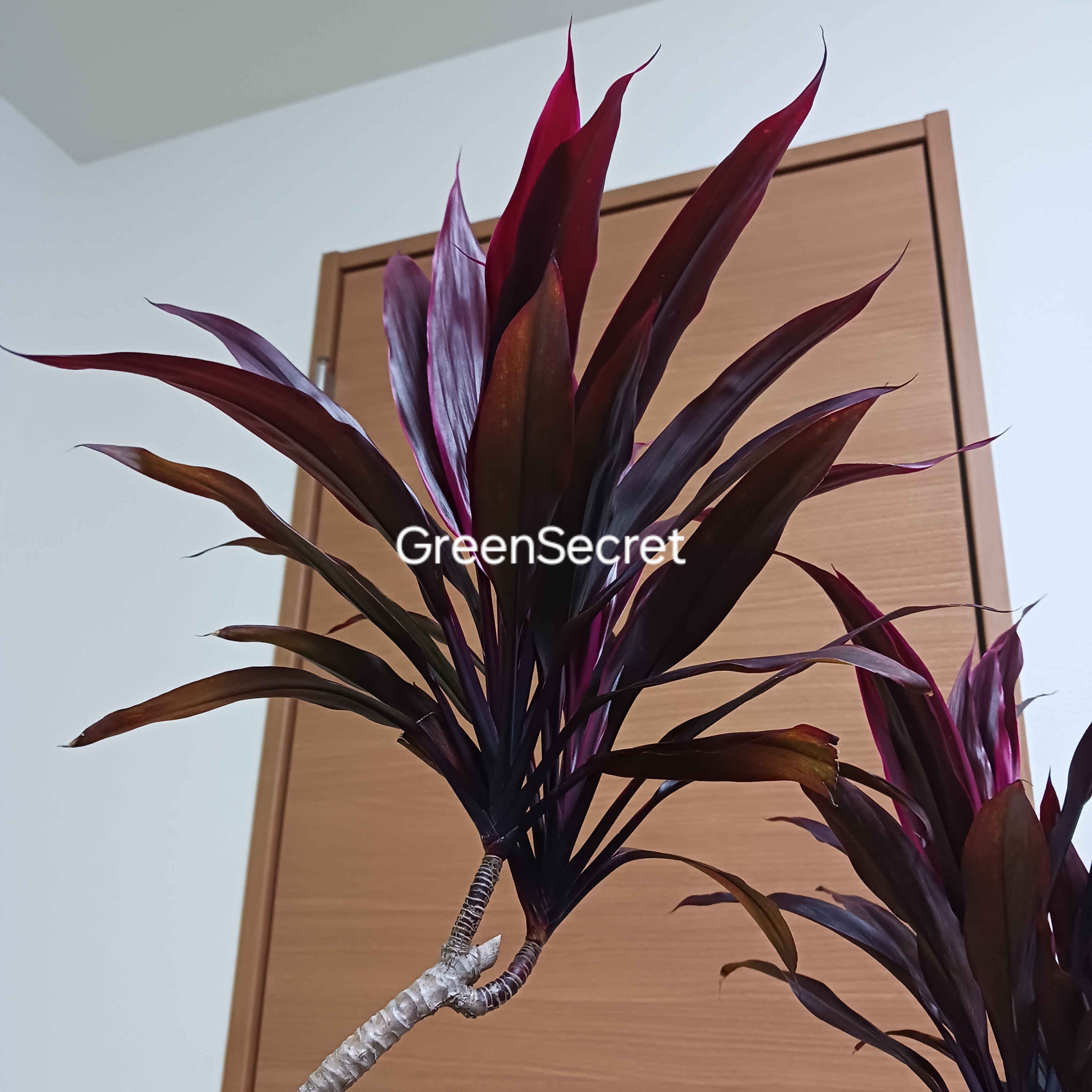 【赤ドラはこれのこと！】アイチアカの育て方｜葉色を美しく保つポイント