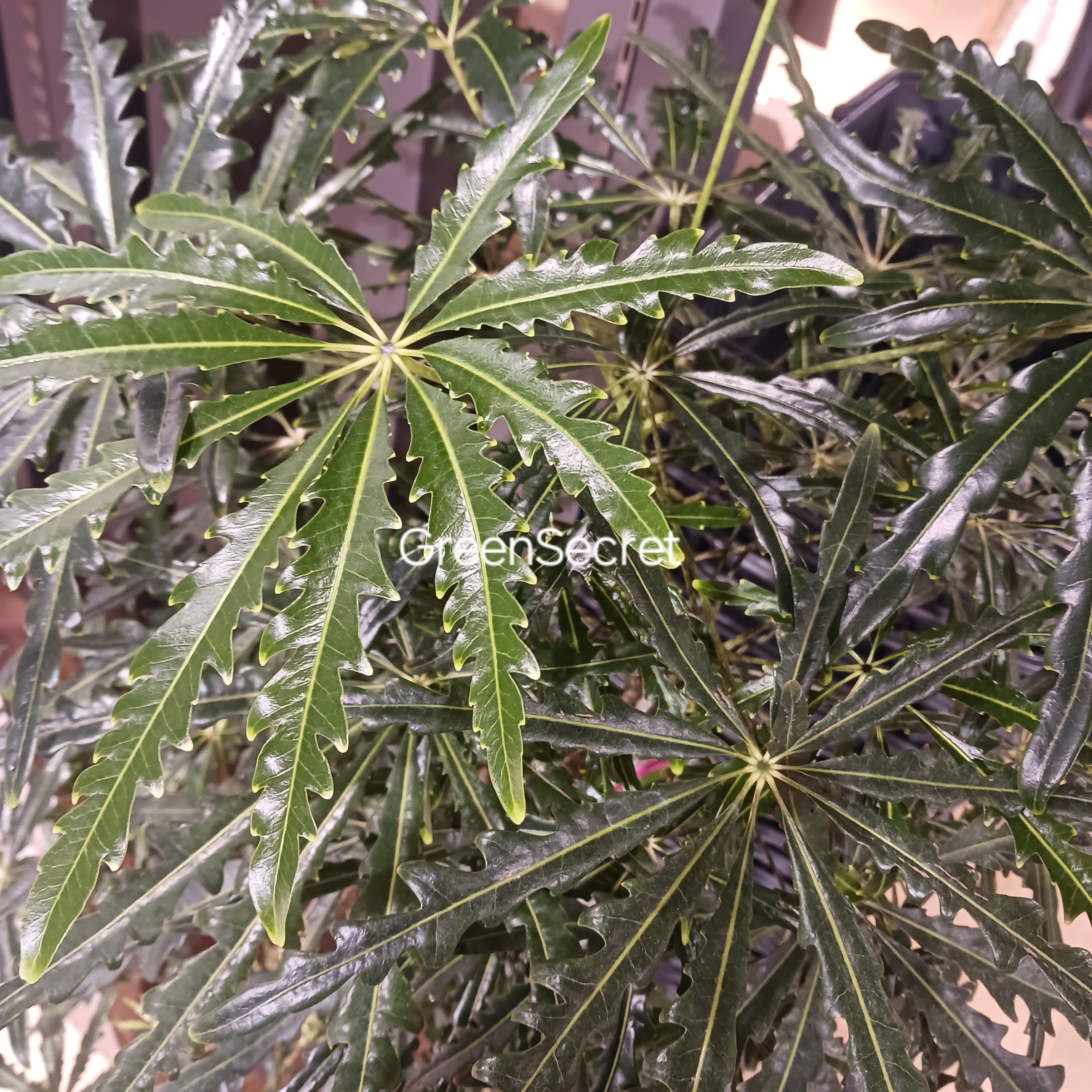 アラレアの育て方｜繊細な葉を元気に保つ管理のコツと枯らさないポイント