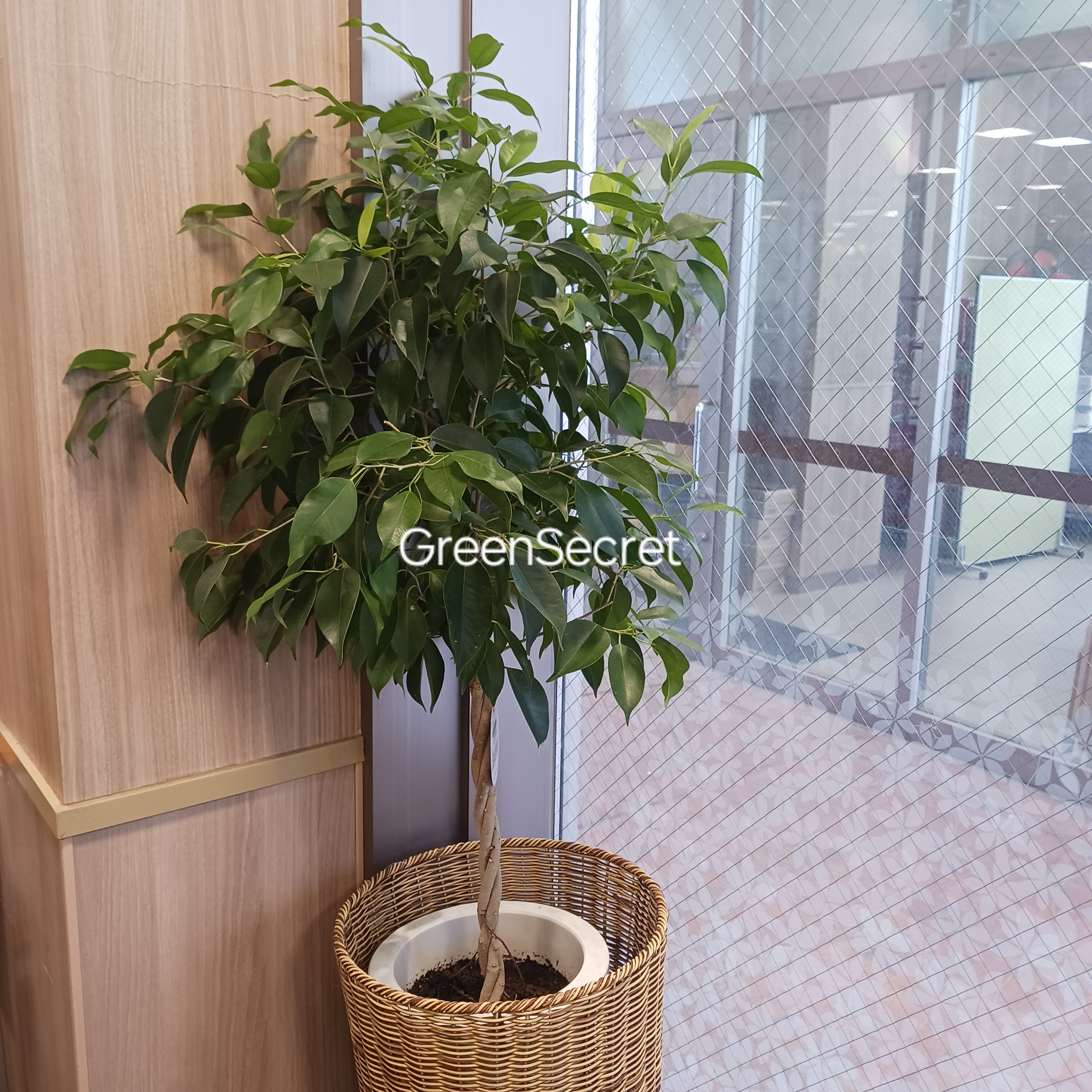 ベンジャミンの育て方｜葉が落ちる原因と対策・人気品種も解説