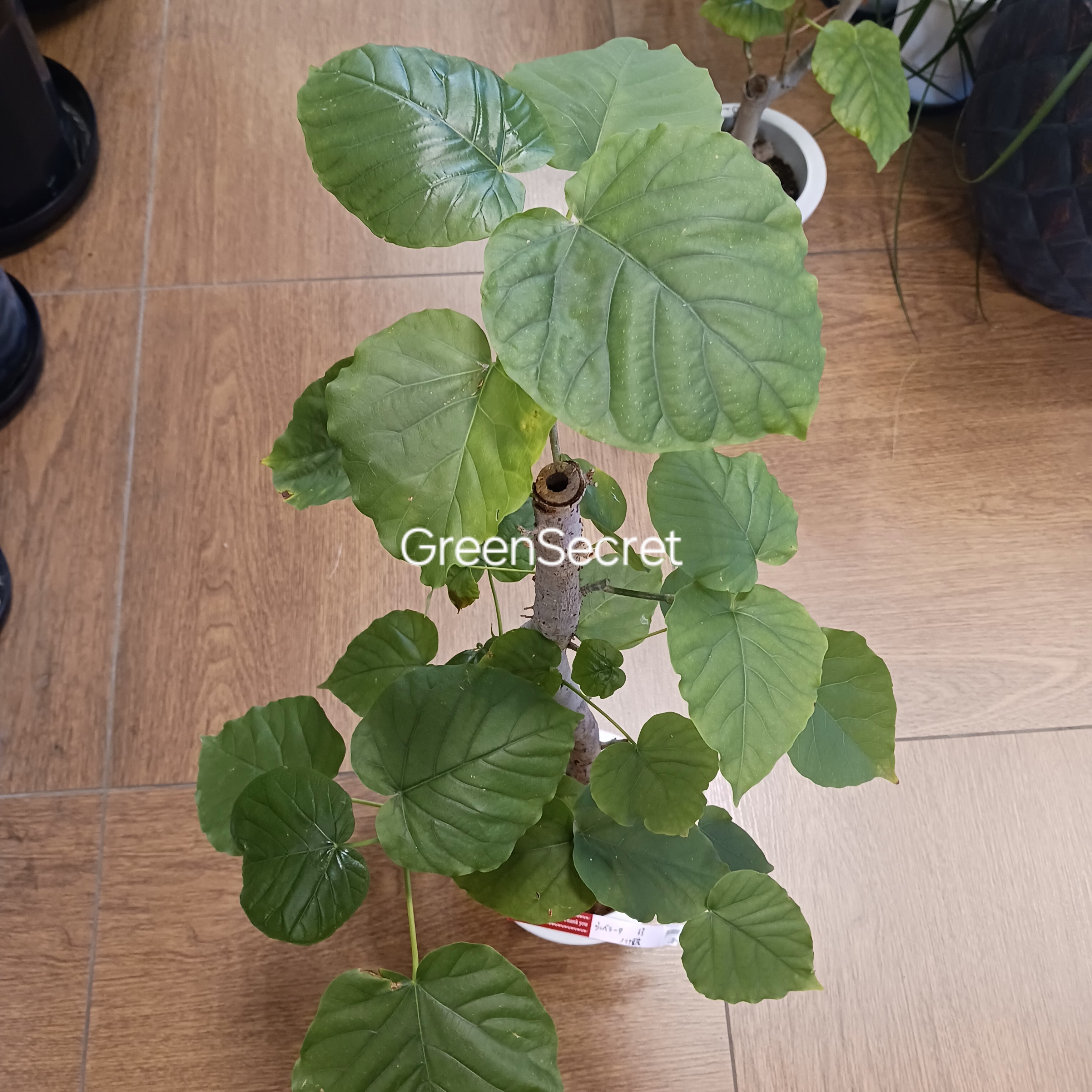 【失敗する原因】フィカス ウンベラータの育て方