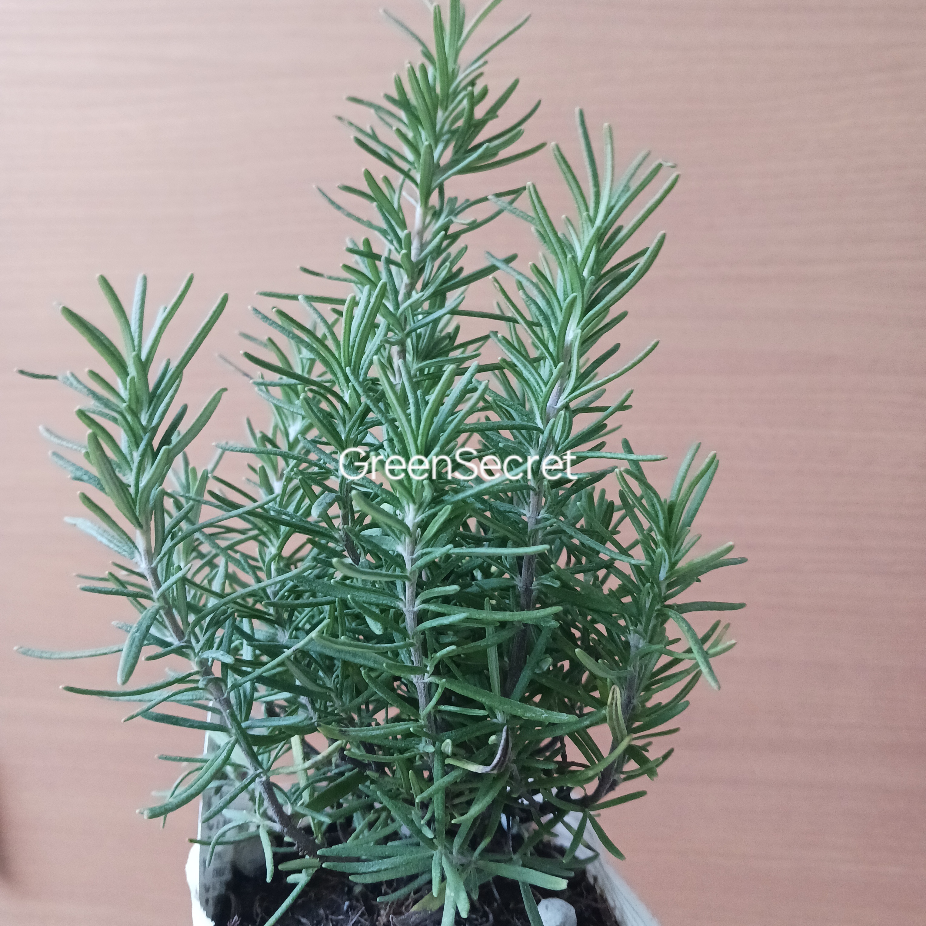 ローズマリーの育て方｜香りと花を長く楽しむ剪定・増やし方・冬越しのコツ