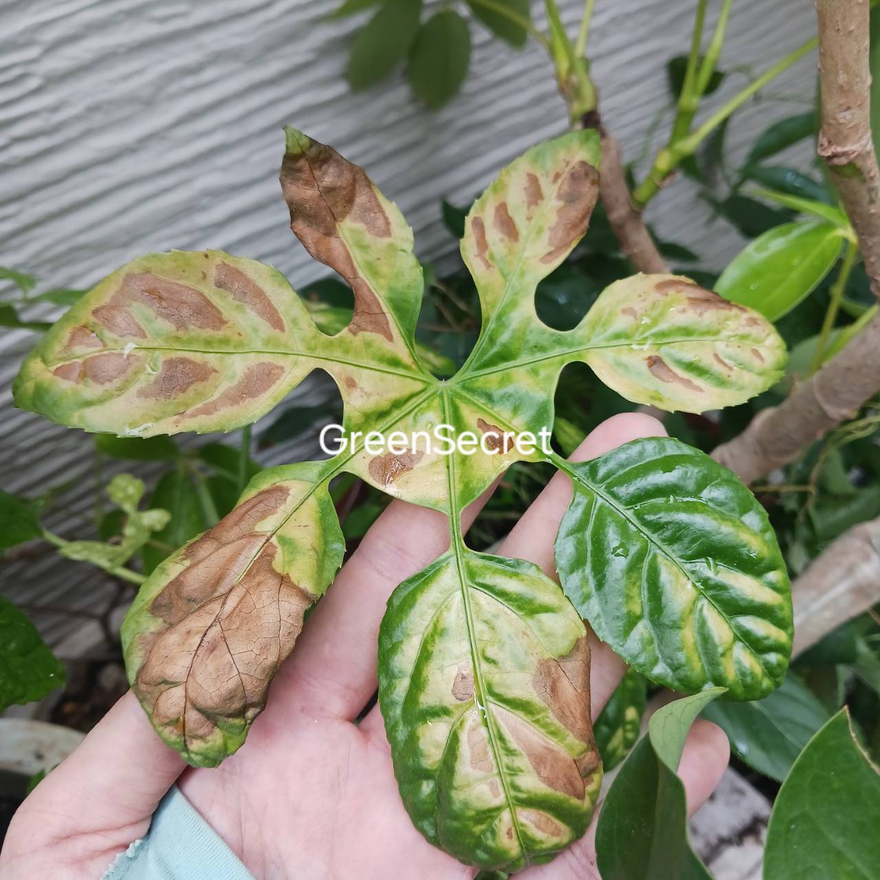 【画像あり】害虫・トラブル対策 完全ガイド | 見分け方と予防〜駆除まで