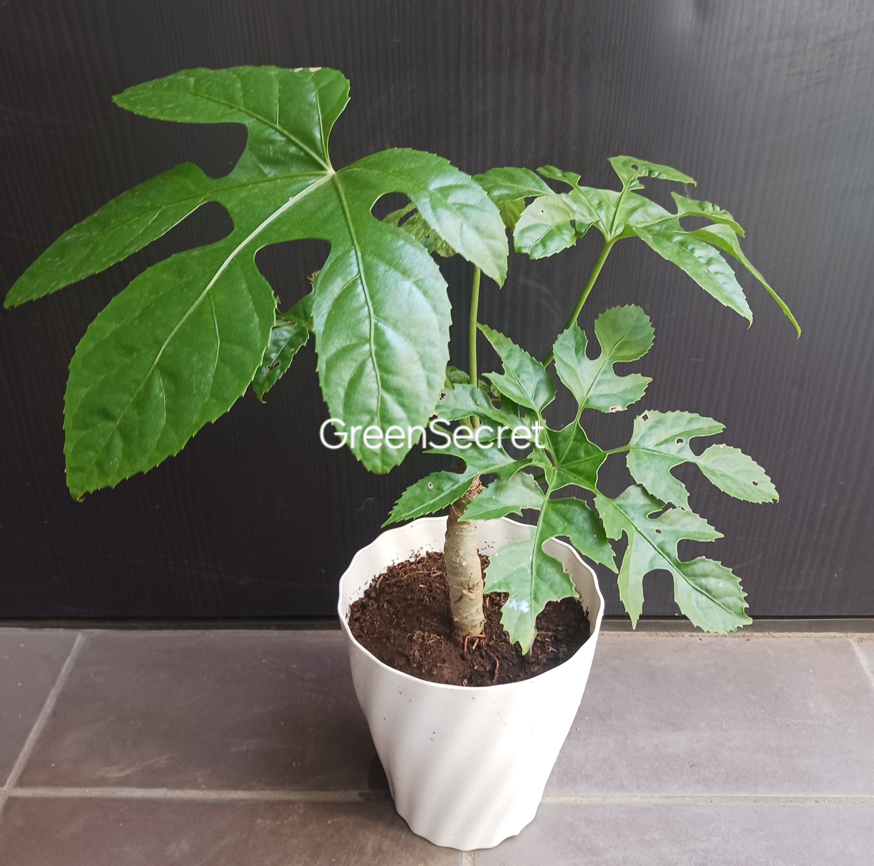 【希少植物】トラベシア（トレベシア） パルマータの育て方｜結晶のような葉が魅力のウコギ科観葉植物