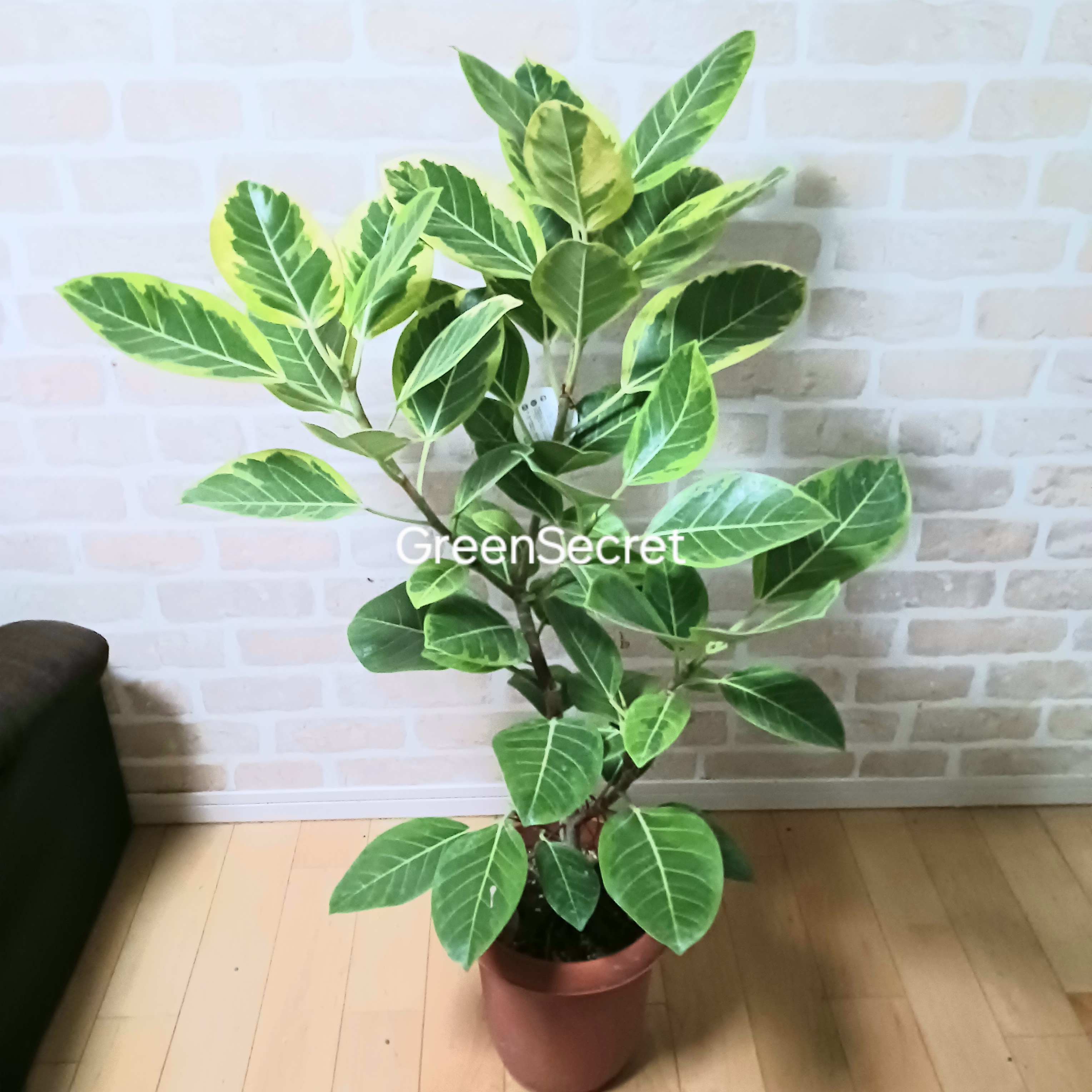 【明るい斑入りが人気のゴムの木】フィカス アルテシマの育て方