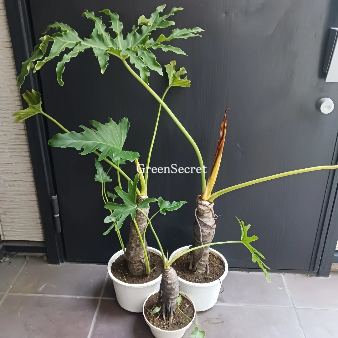 【放置でも平気!?】セロームの育て方｜大きく育ててお部屋をジャングル風に！