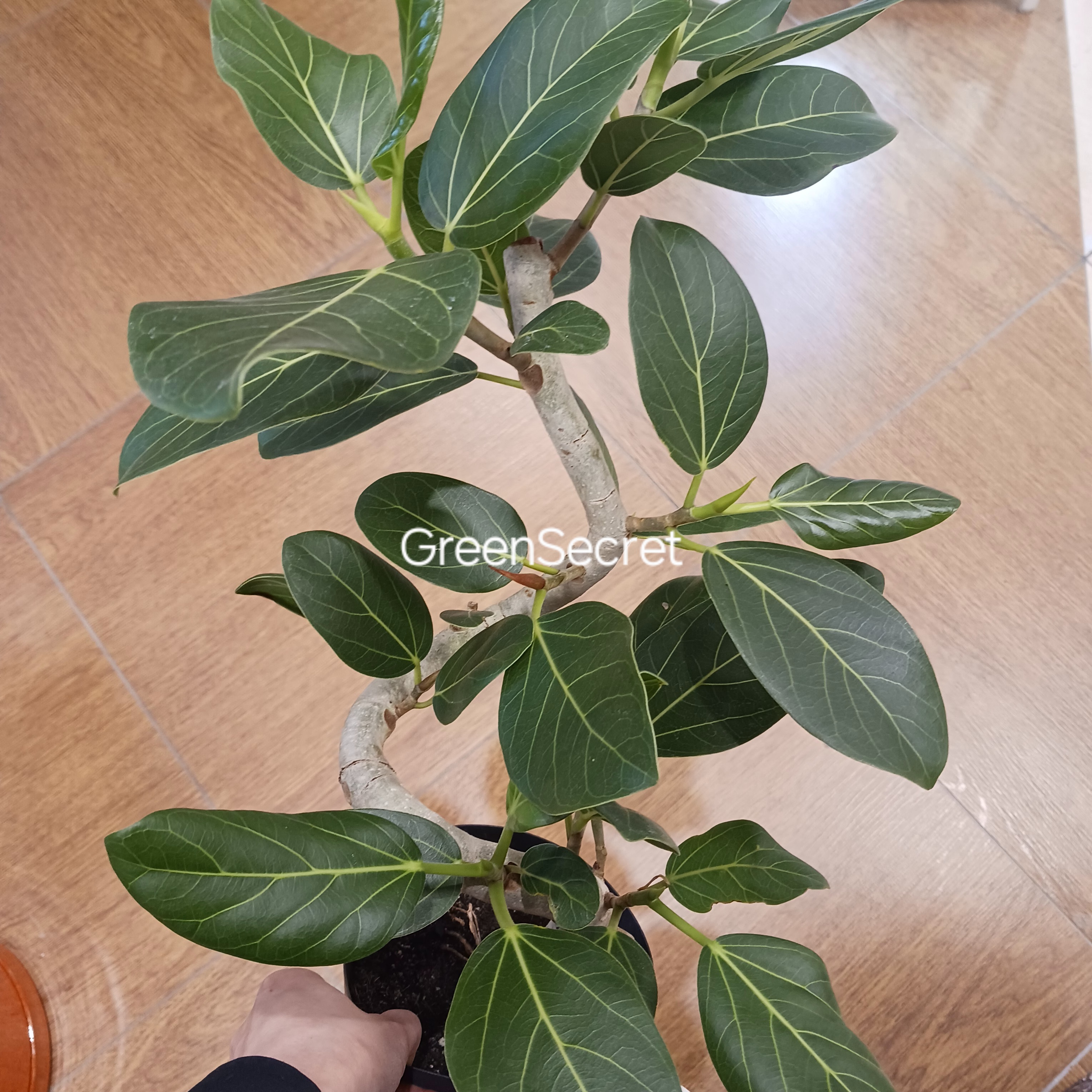 【葉が落ちる原因】フィカス ベンガレンシスの育て方｜ゴムノキの仲間