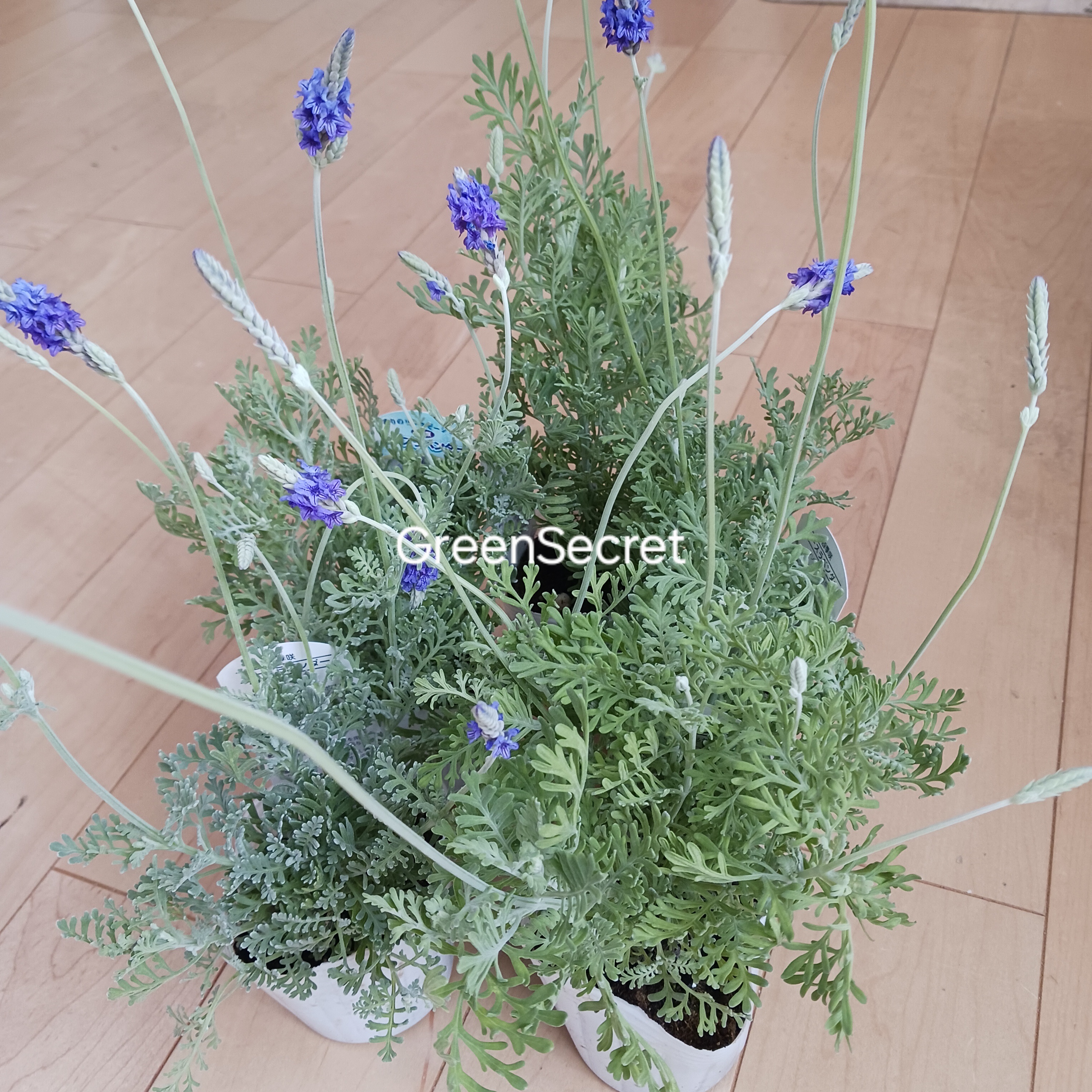 レースラベンダーの育て方｜長く咲かせるコツと他のラベンダーとの違い