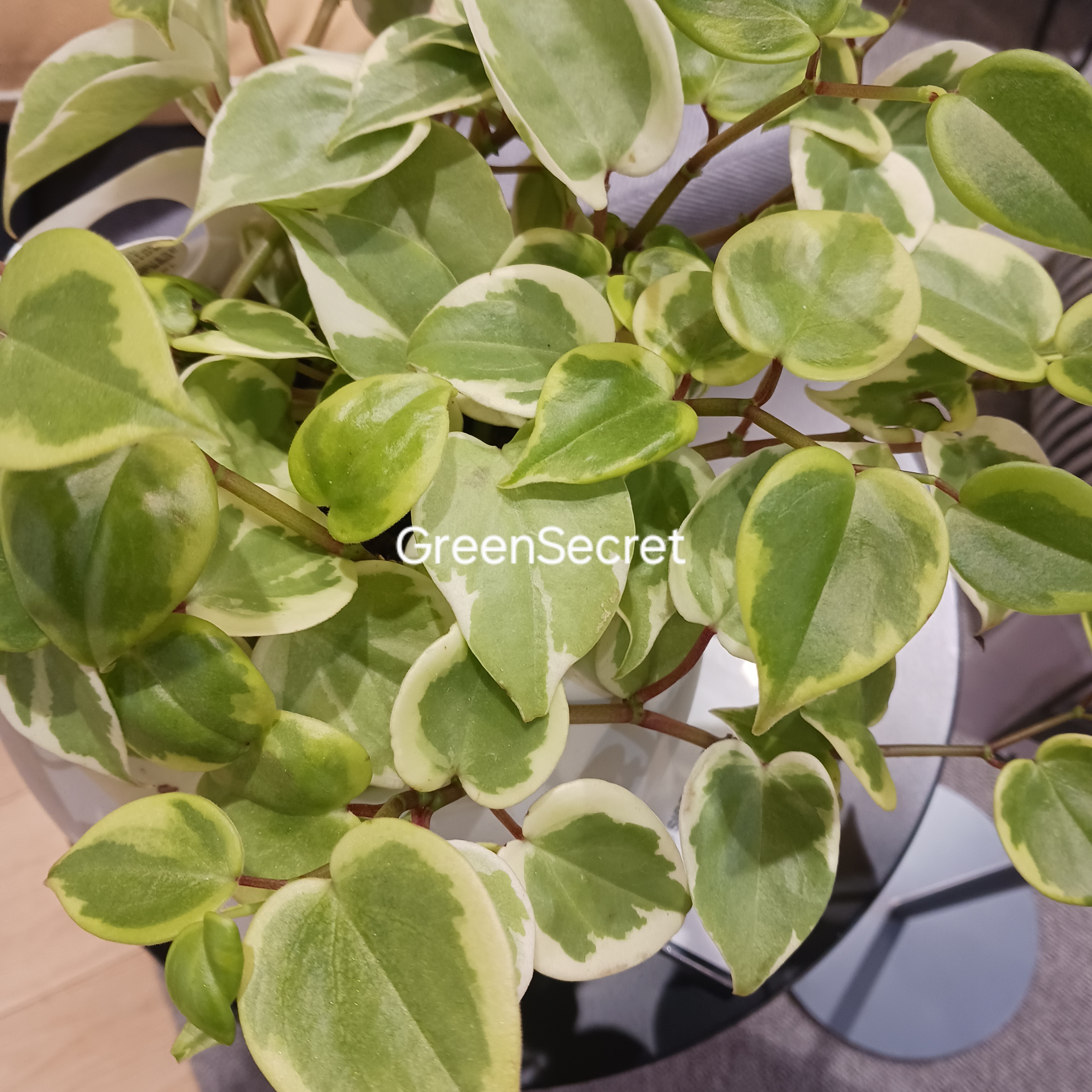 【初心者でも育てやすい】ホヤの育て方｜花は咲く？品種ごとの違いも解説