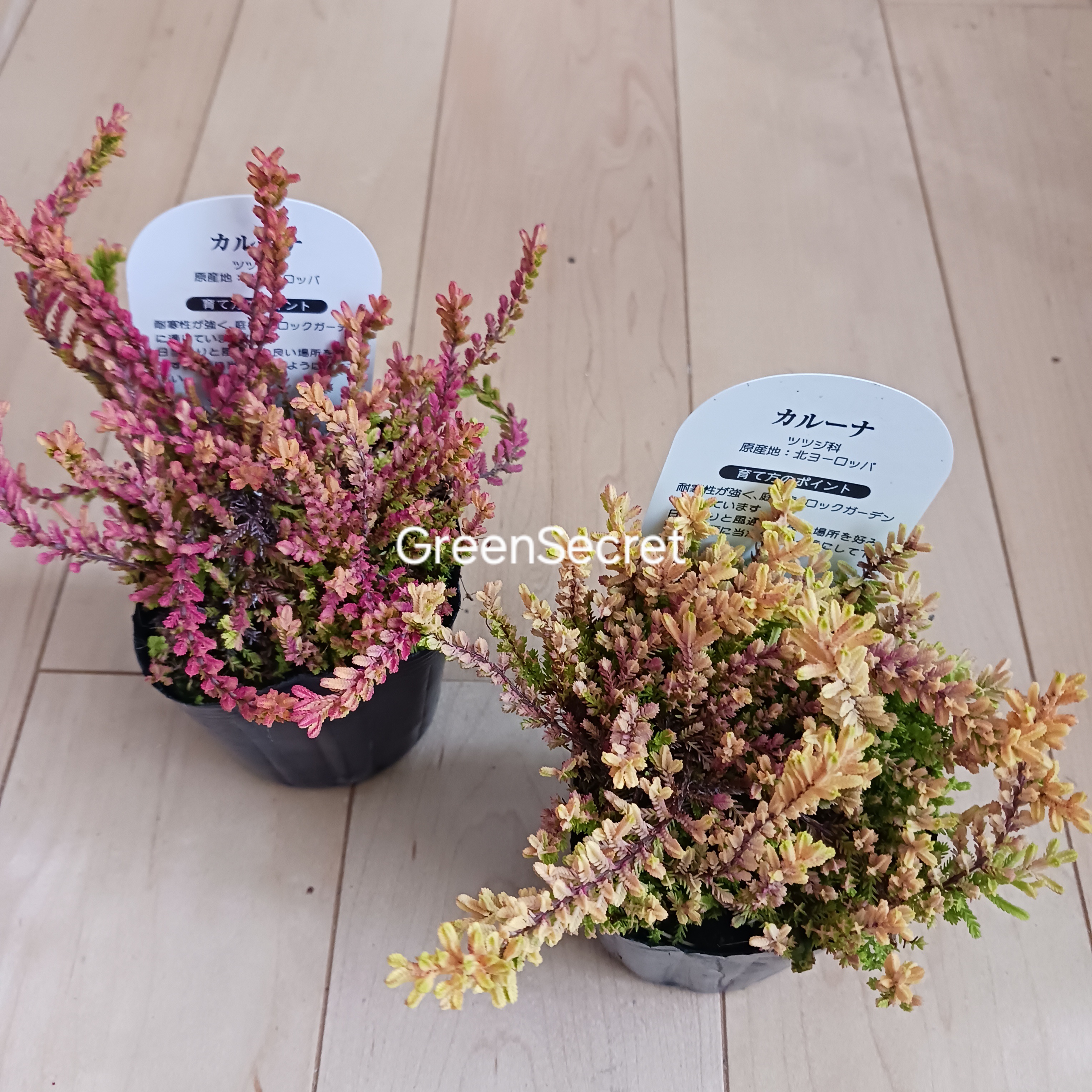 【カルーナとエリカの違いとは】カルーナの育て方