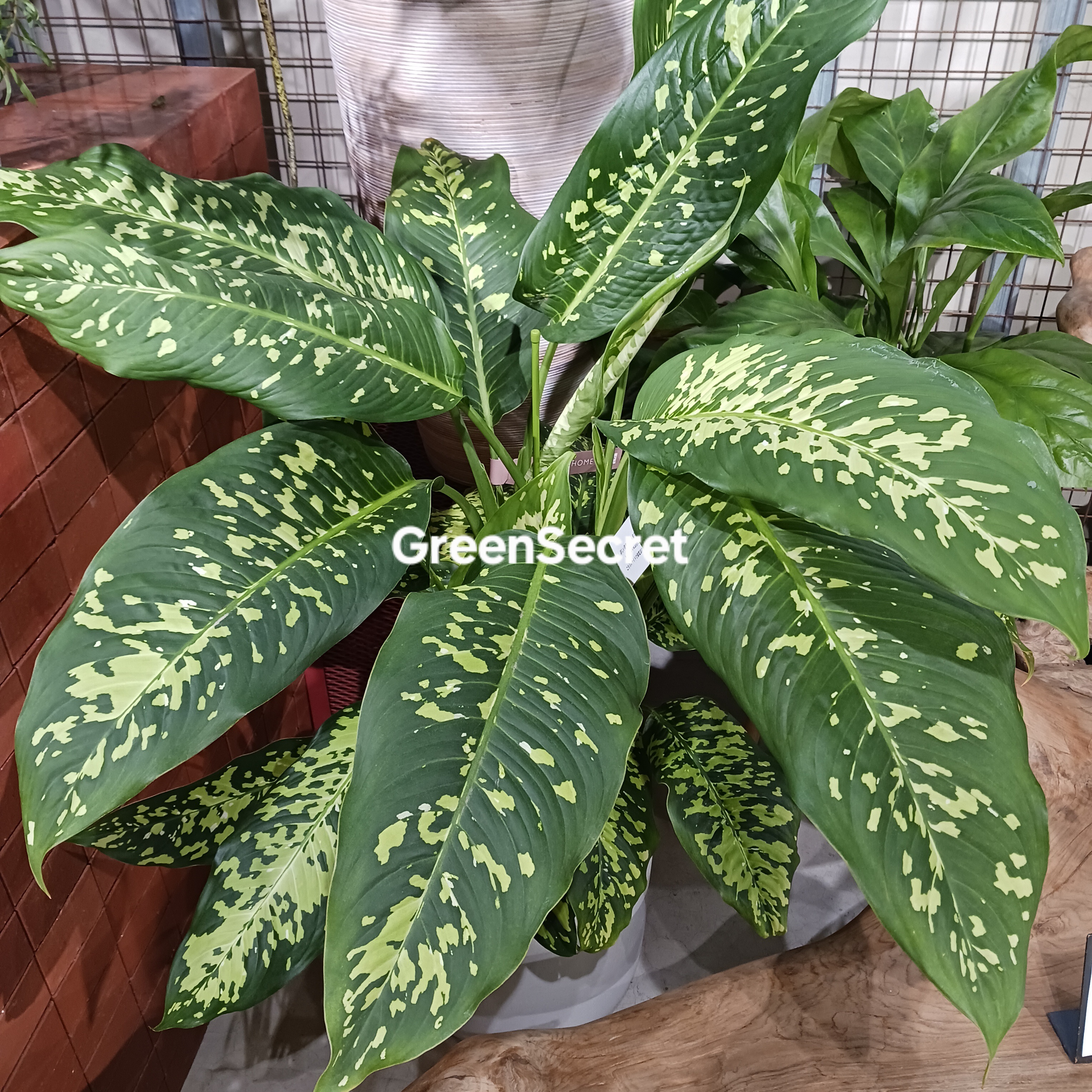 【毒性があるって本当？】ディフェンバキアの育て方