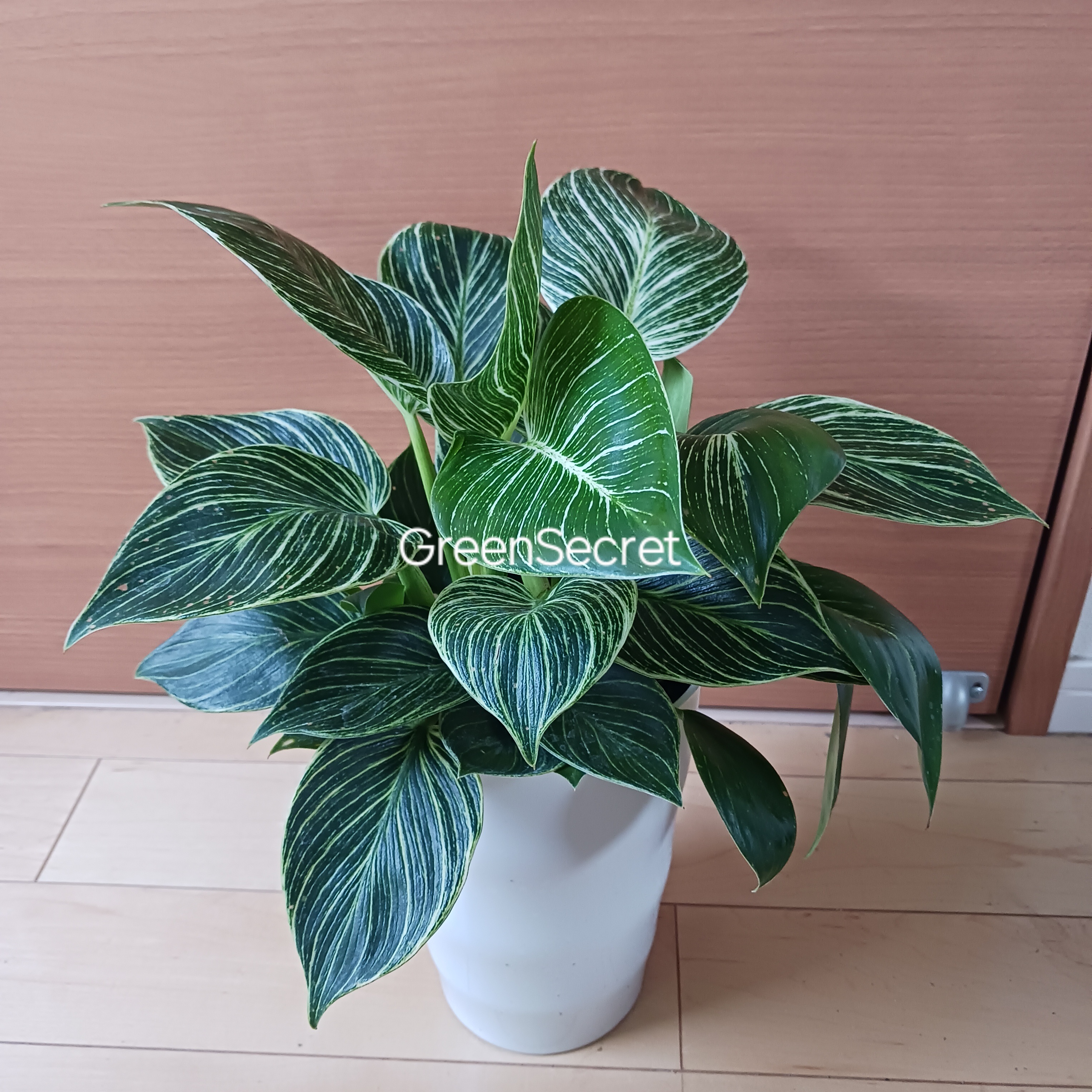 【可愛いさと上品さもある！】フィロデンドロン・バーキンの育て方