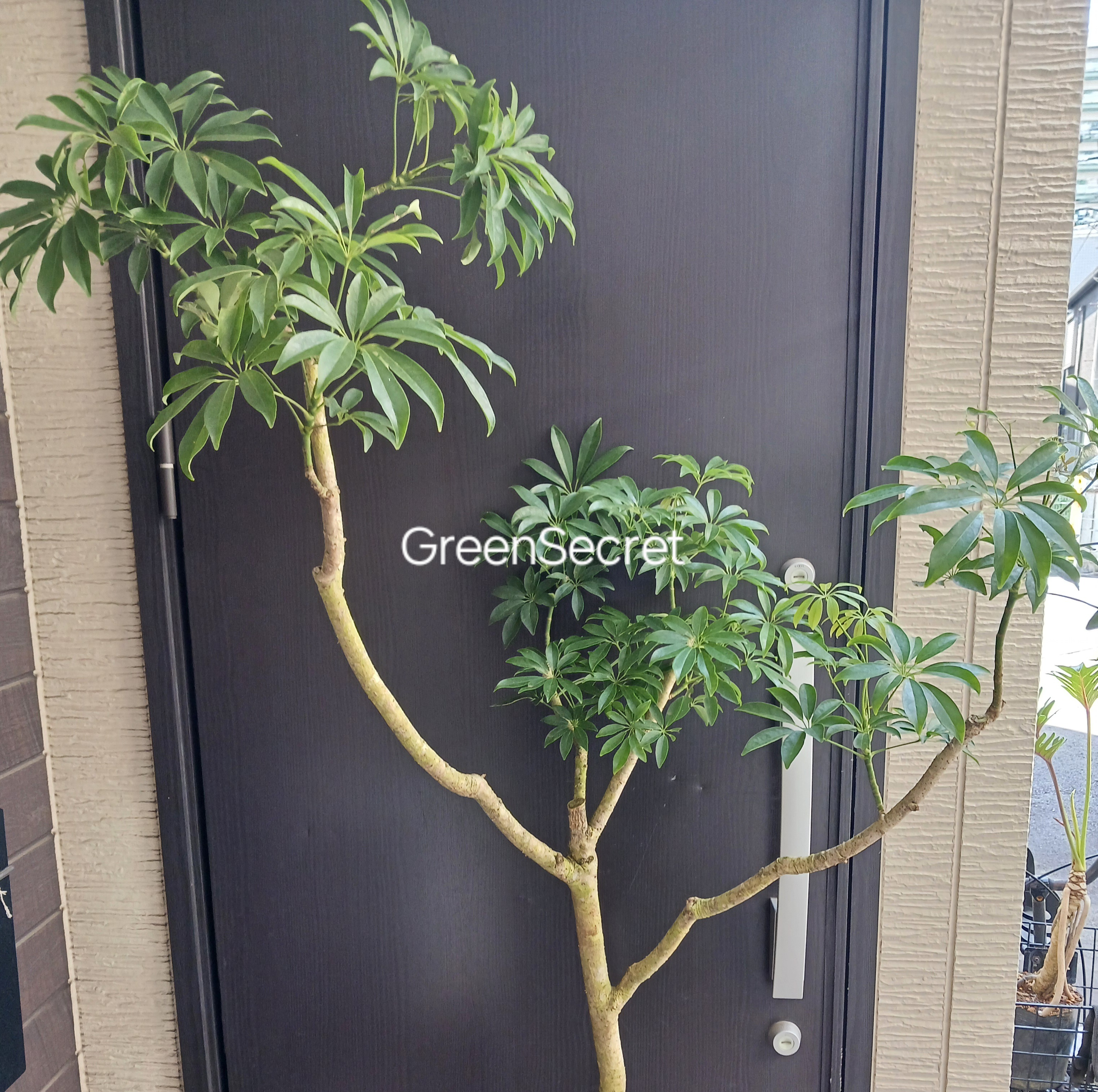 【品種図鑑あり】シェフレラ（ホンコン カポック）の育て方｜初心者でも失敗しない定番グリーン