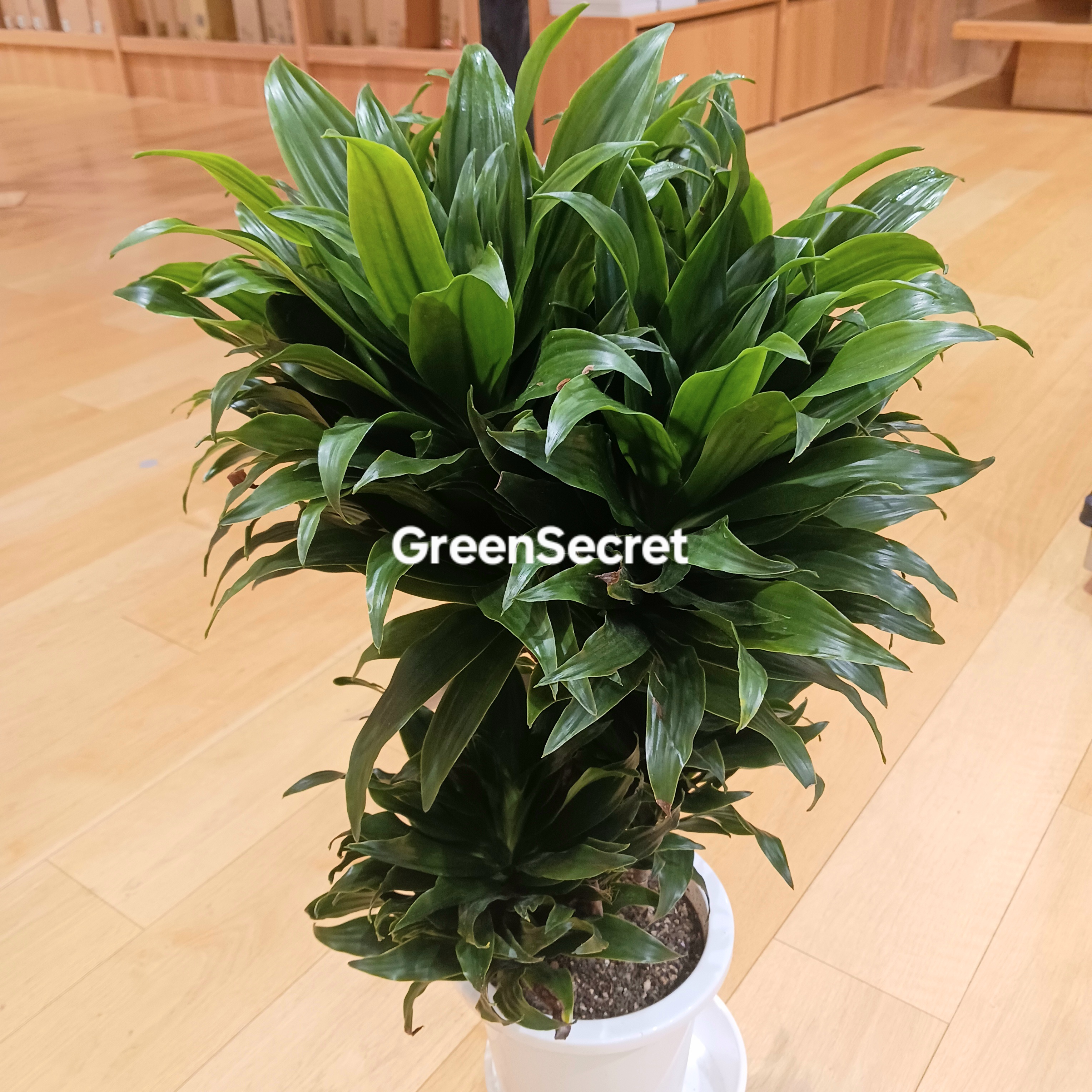 【耐陰性ばっちり】ドラセナ コンパクタ の育て方｜ドラセナとコルジリネについても解説