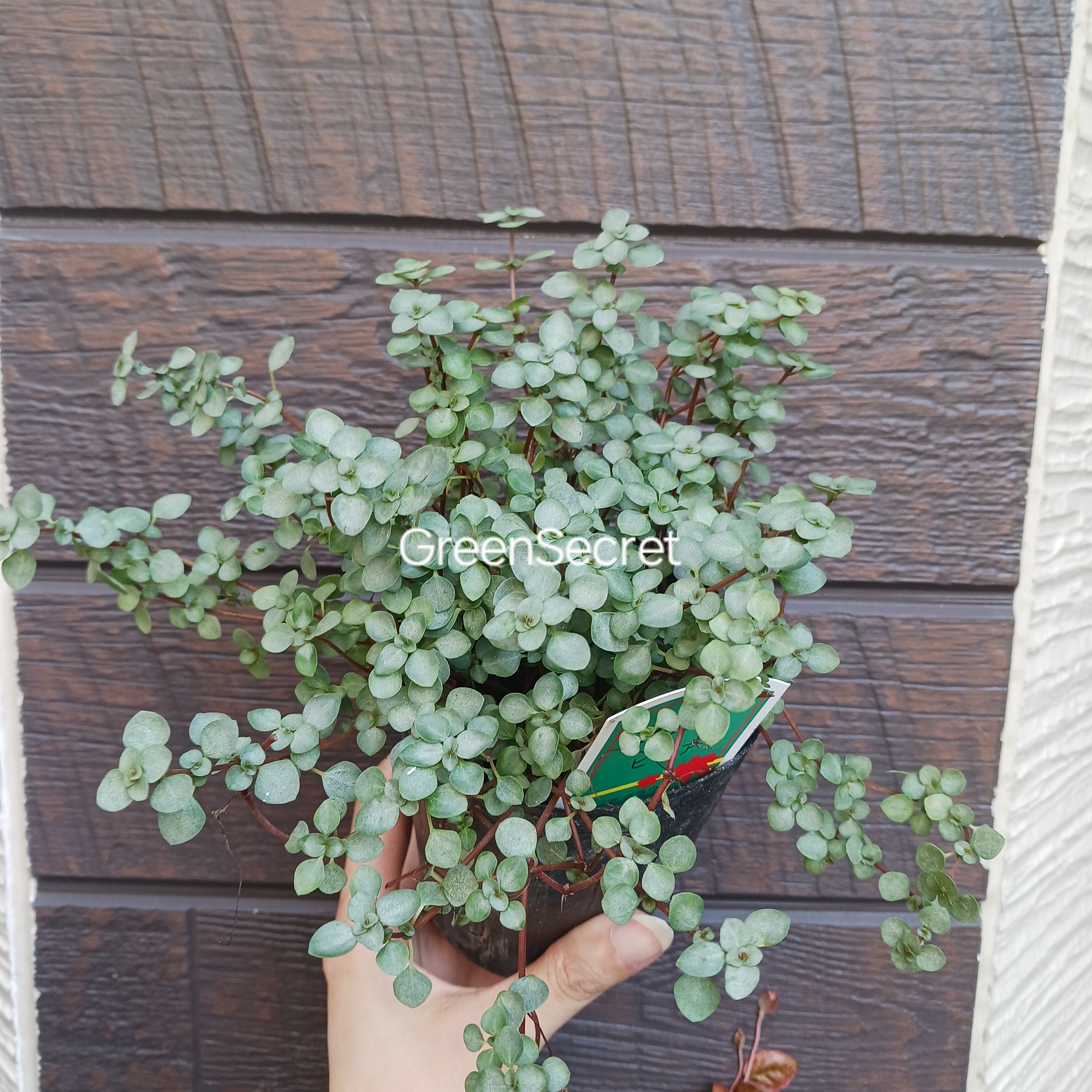 【小さな葉が可愛い】ピレアの育て方