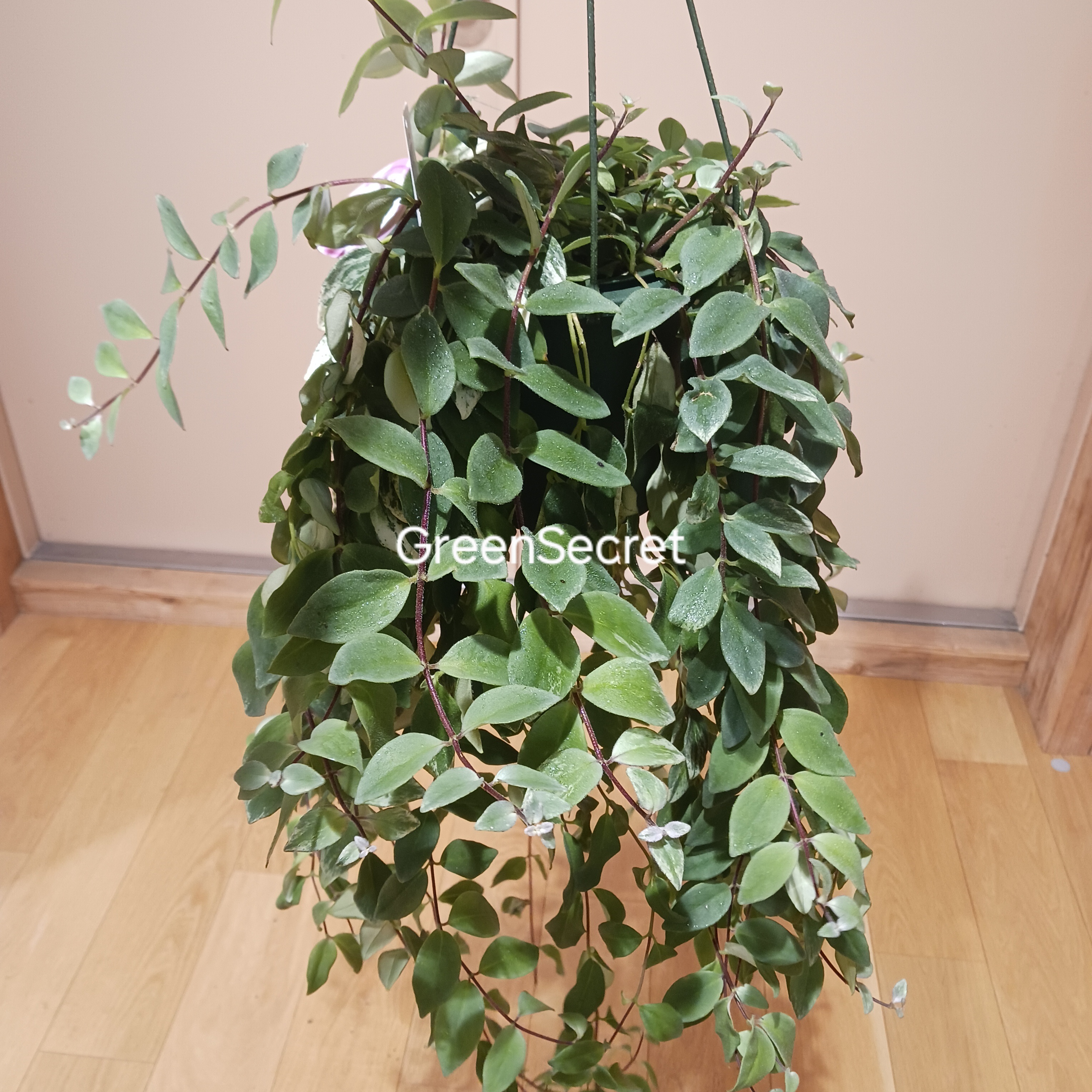 【失敗しない】エスキナンサスの育て方｜花を咲かせるコツ・人気品種の違いも解説