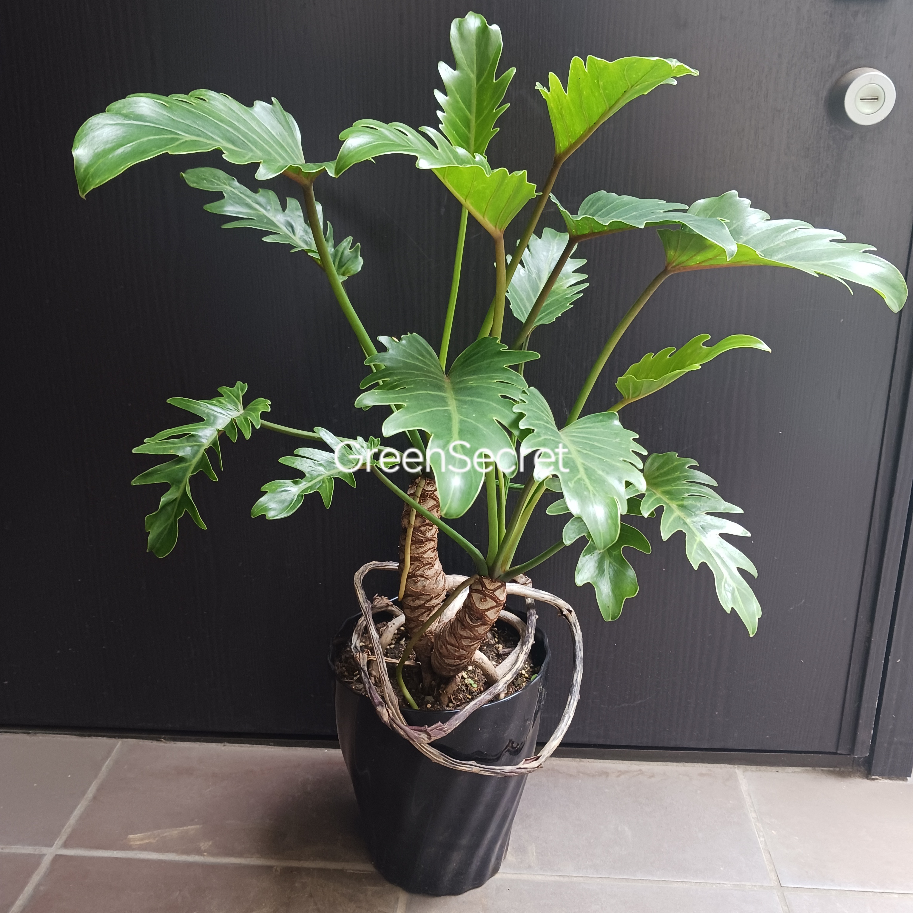 【初心者必見】クッカバラの育て方｜個性的な葉が魅力の南国風インテリアグリーン