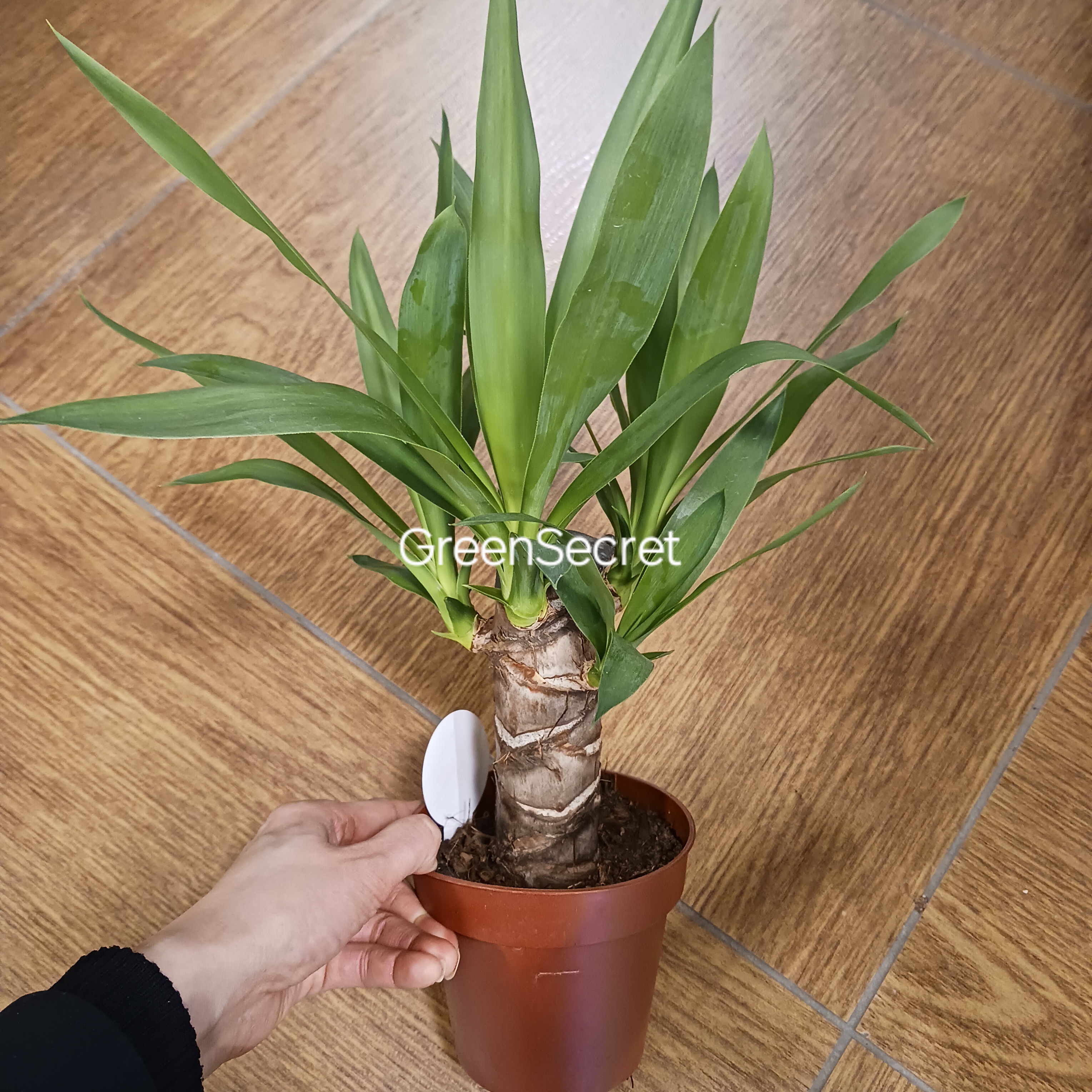 ユッカの育て方|枯らさないコツとよくある失敗を植物屋がやさしく解説
