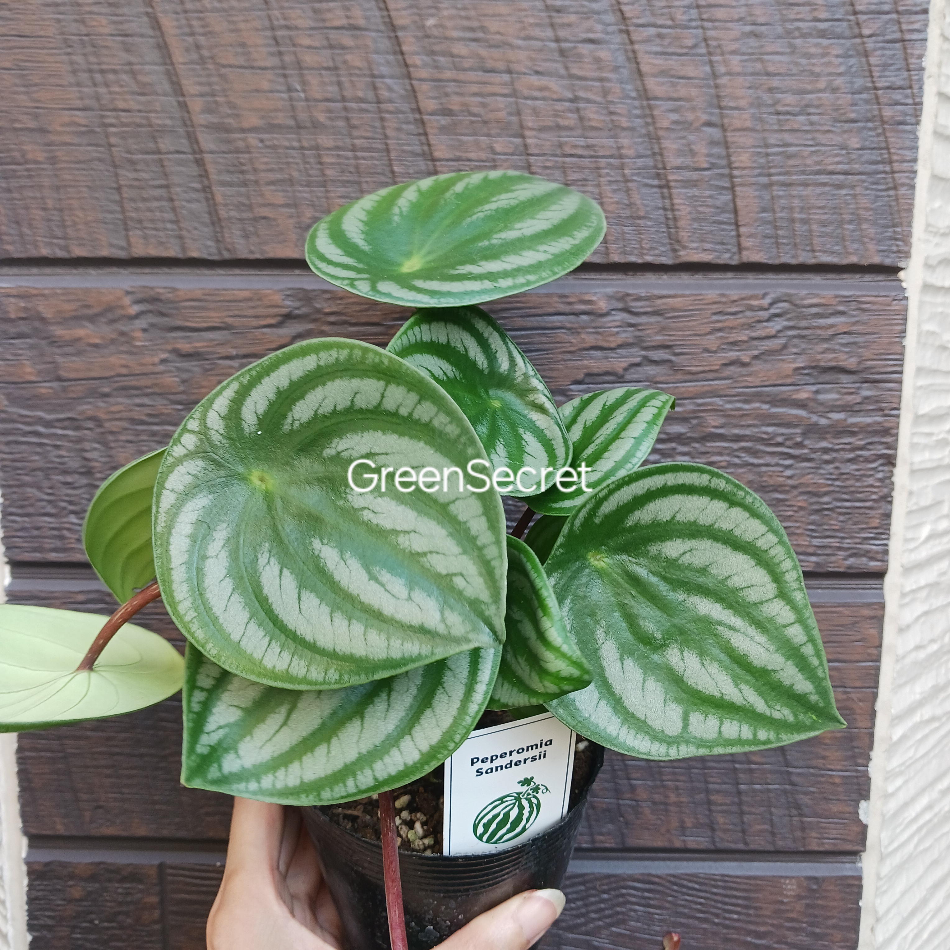 【枯れる原因はこれだ！】ペペロミアの育て方とトラブル対処法