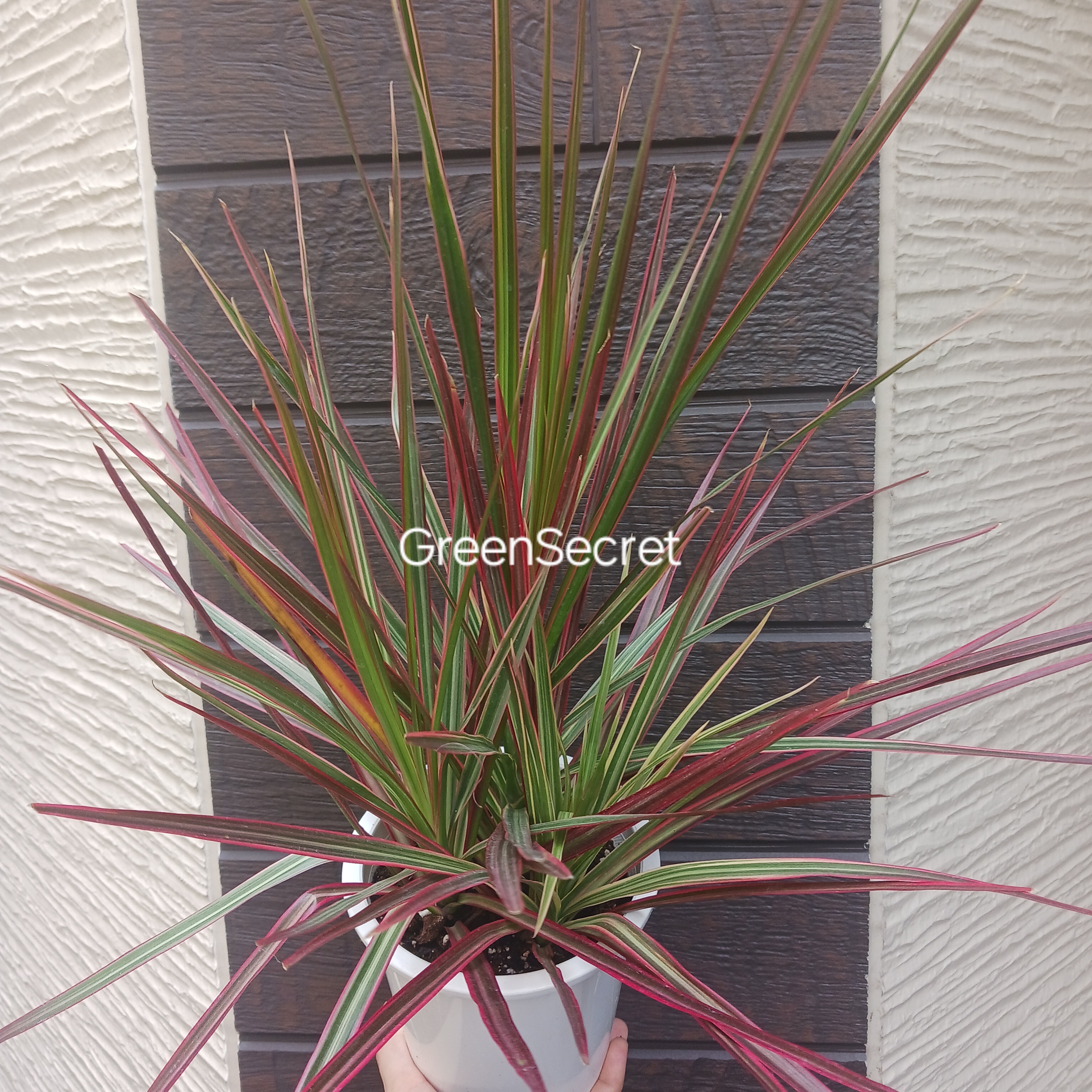 【初心者必見】ドラセナ コンシンネ レインボーの育て方｜カラフルな葉が魅力のスタイリッシュグリーン