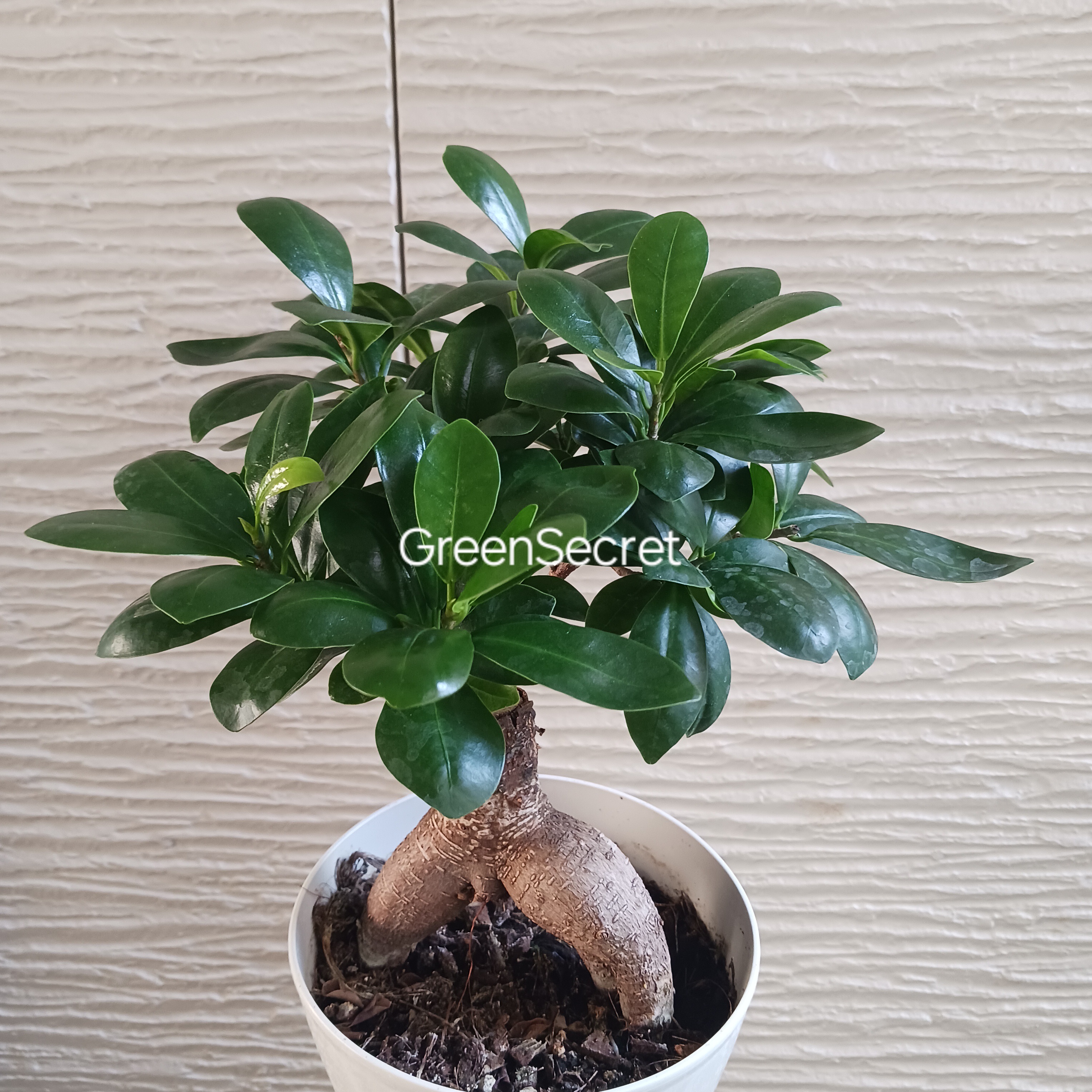 【幸福を呼ぶ観葉植物】ガジュマルの育て方