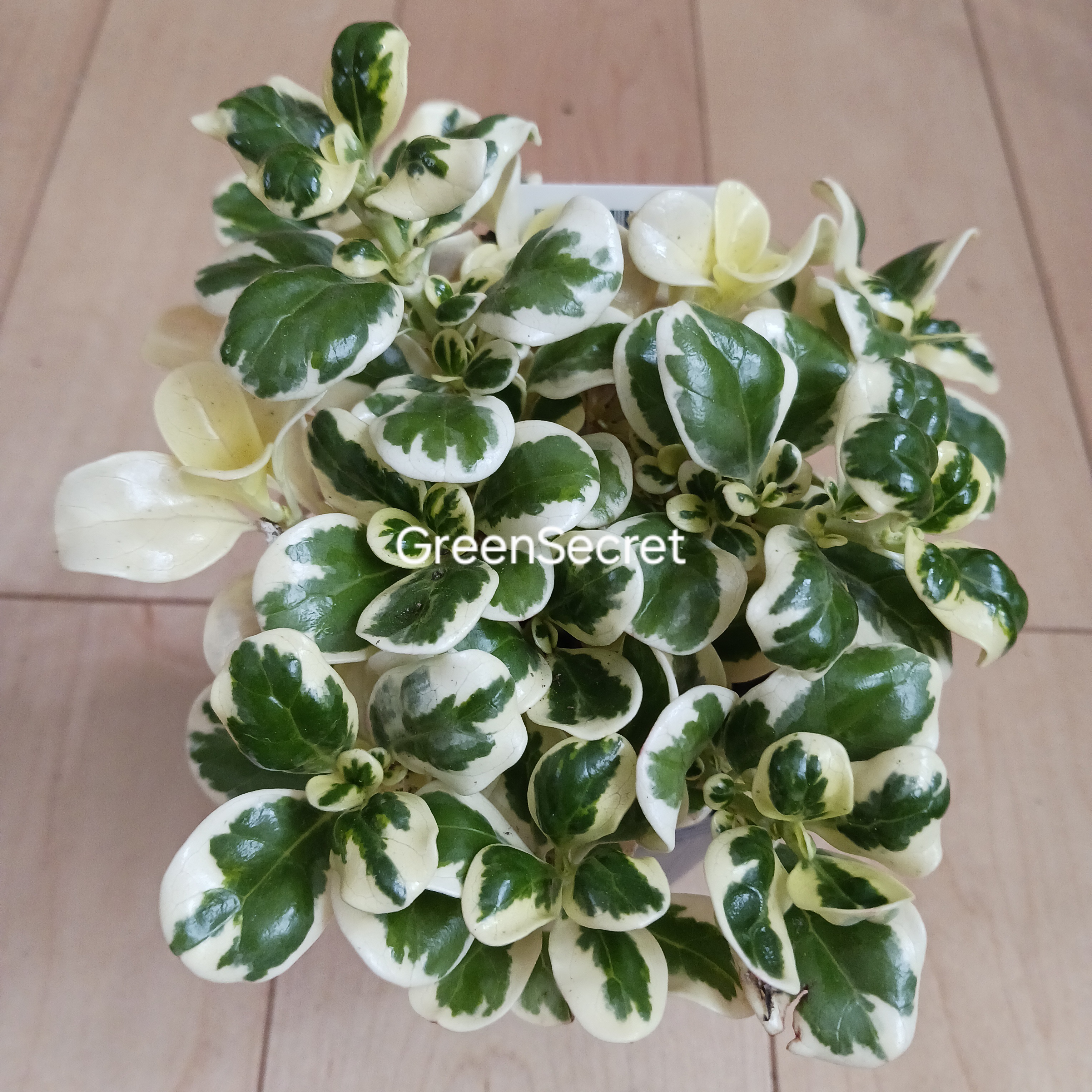 コプロスマの育て方｜葉色を長く美しく保つコツと冬越しのポイント