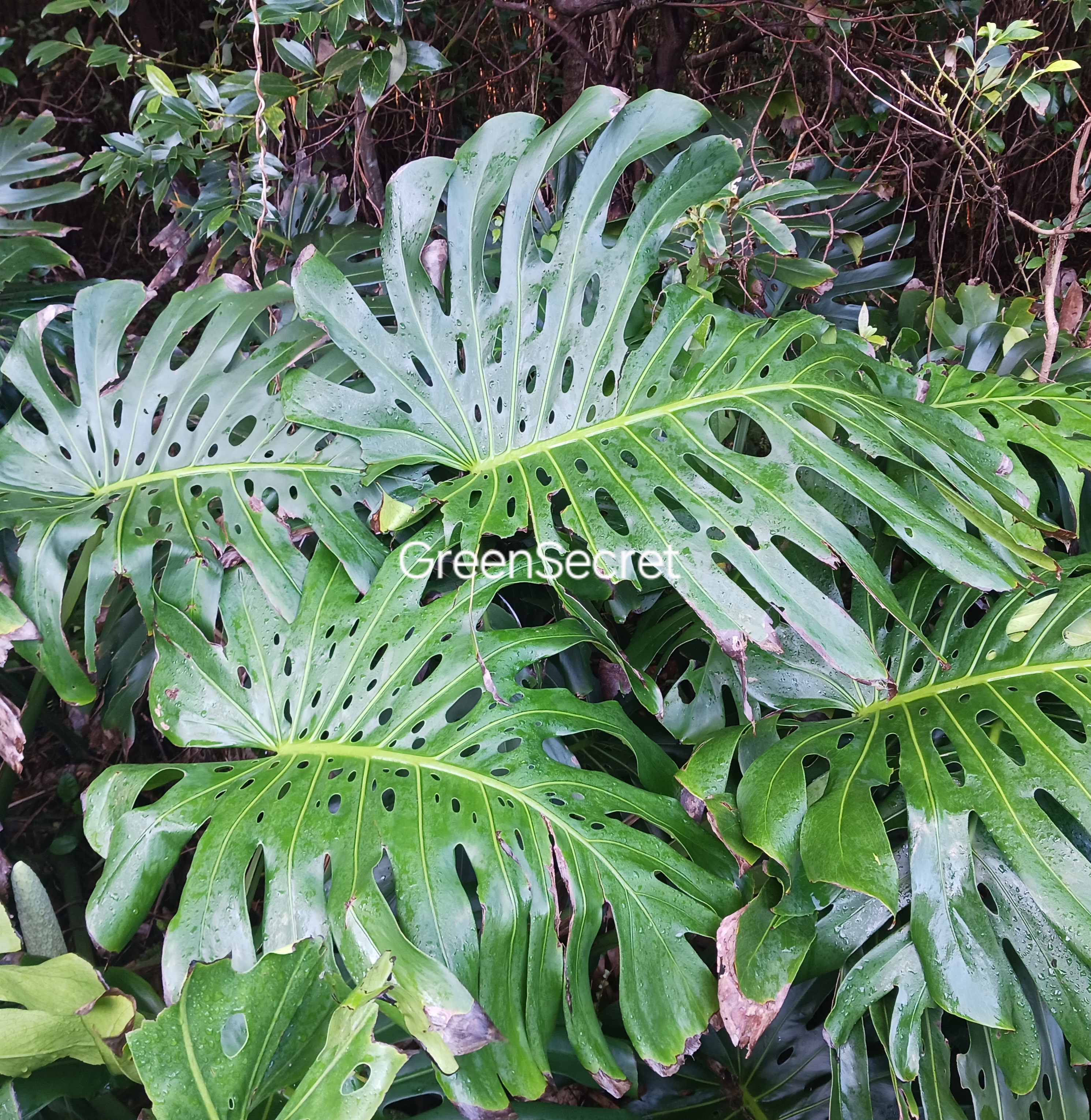 【おしゃれ部屋の定番】モンステラの育て方｜人気の理由と枯らさないコツ