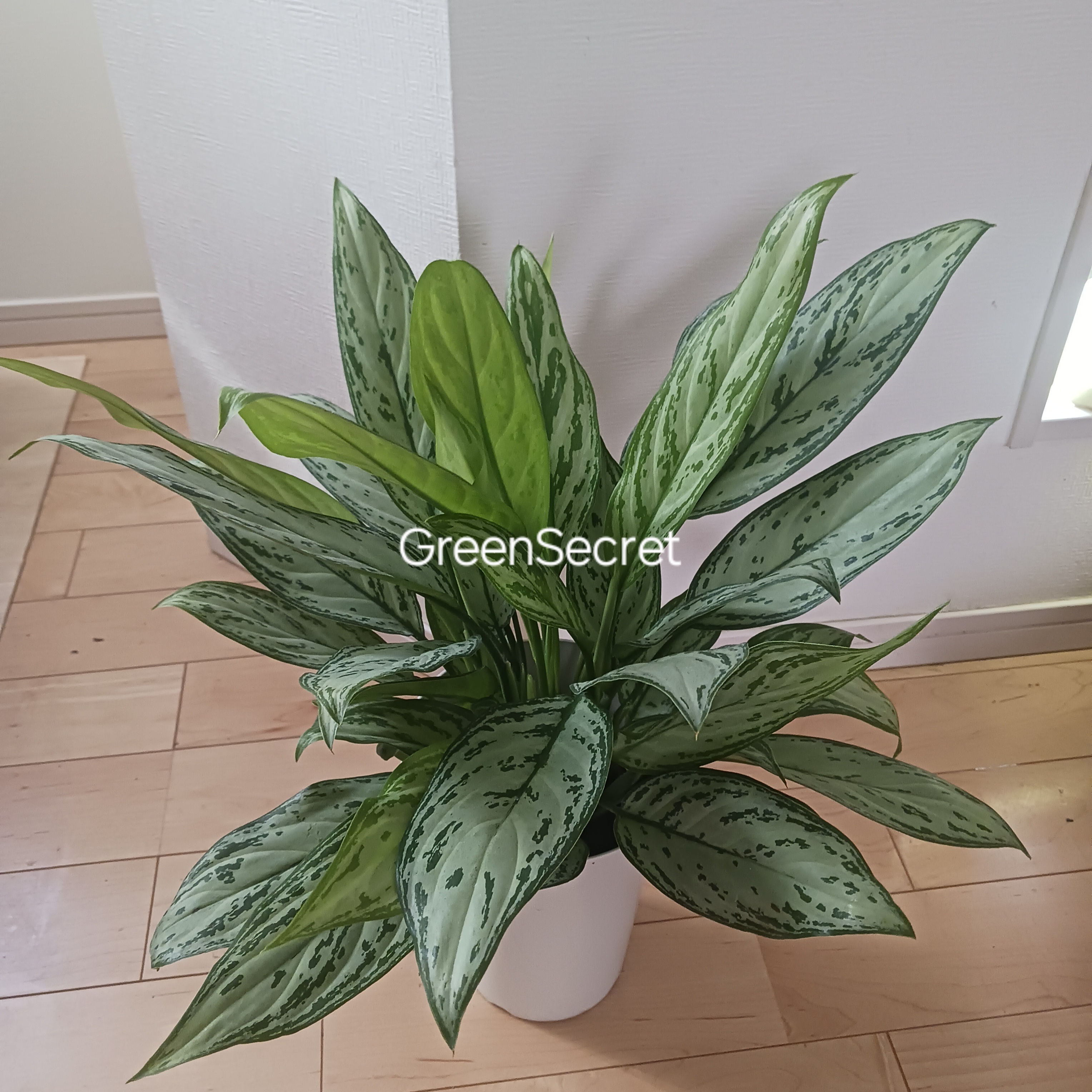 【幸運を呼ぶ植物！】アグラオネマの育て方｜種類も画像付きでご紹介