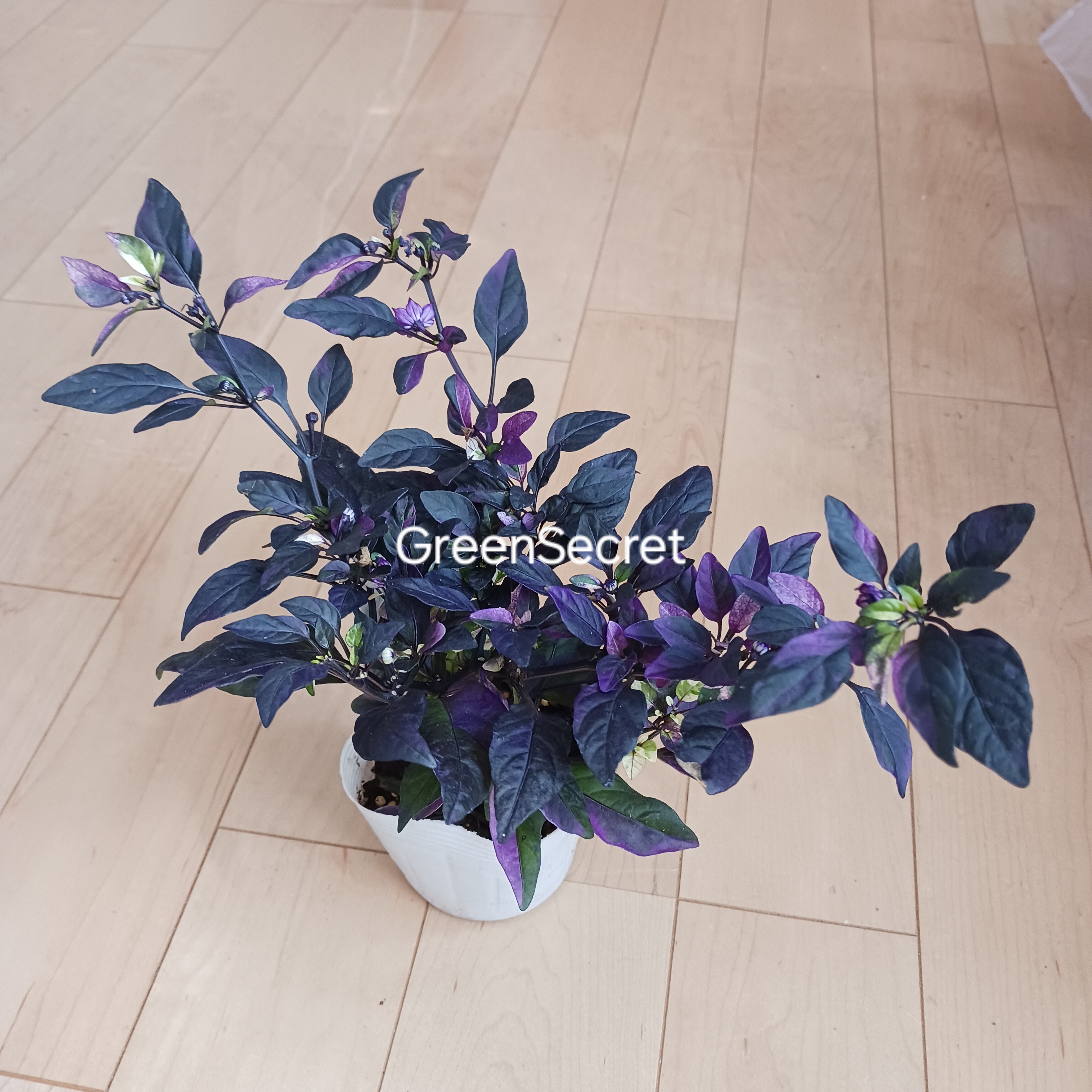 観賞用トウガラシの育て方｜色鮮やかな実を長く楽しむコツ