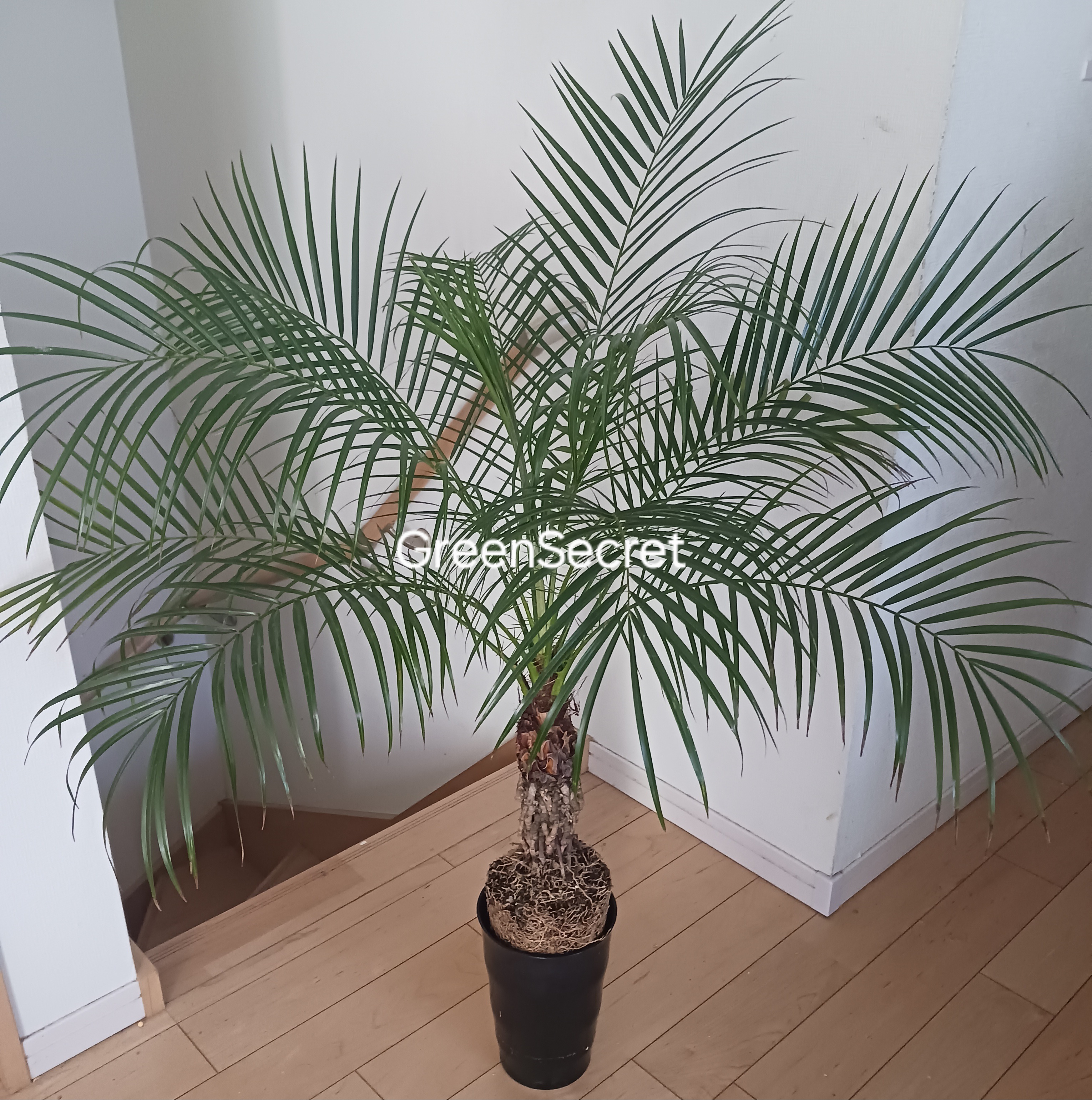 【小さなヤシの木で南国気分！】フェニックス・ロベレニーの育て方と注意点