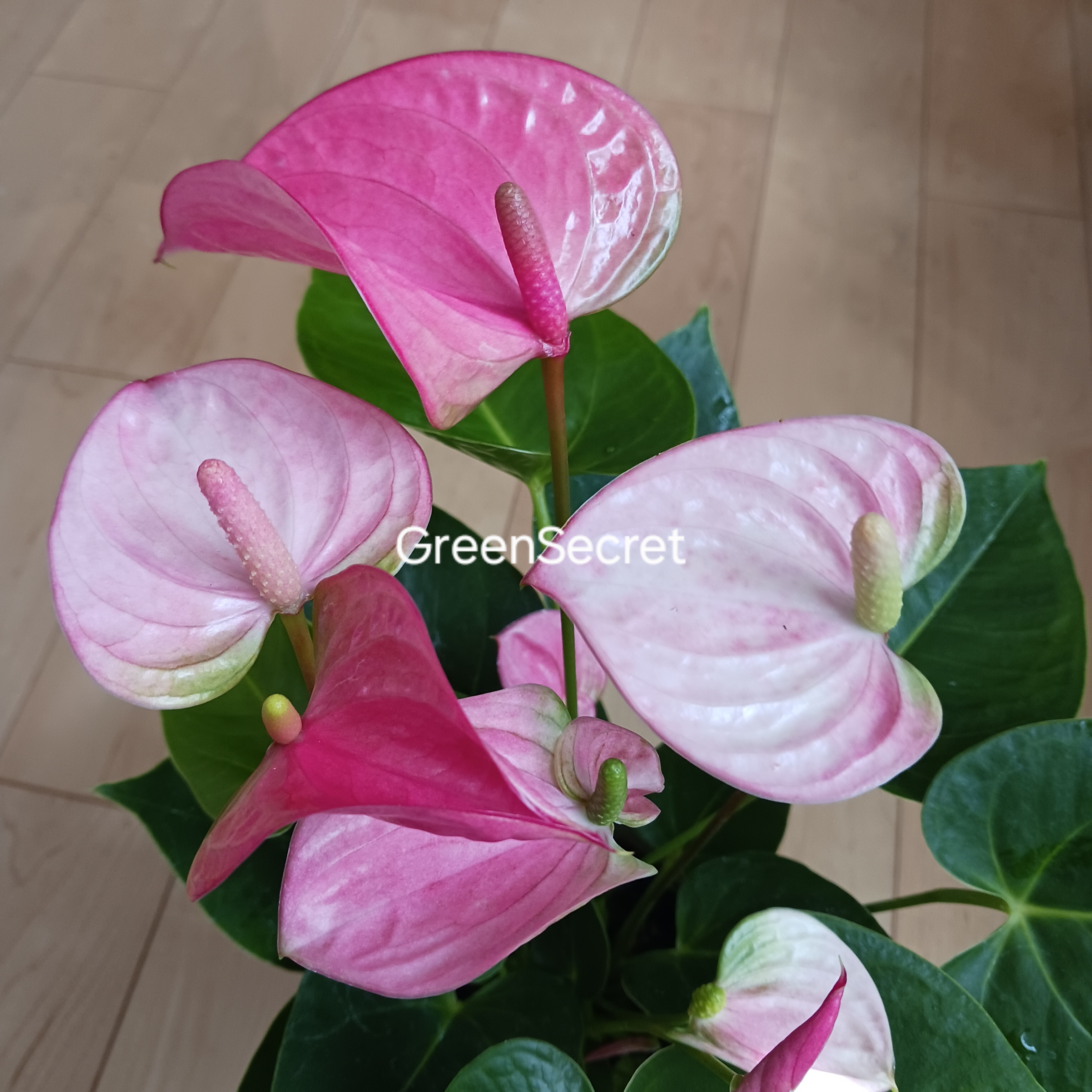 アンスリウムの育て方｜花を長く咲かせるコツと冬越しのポイント