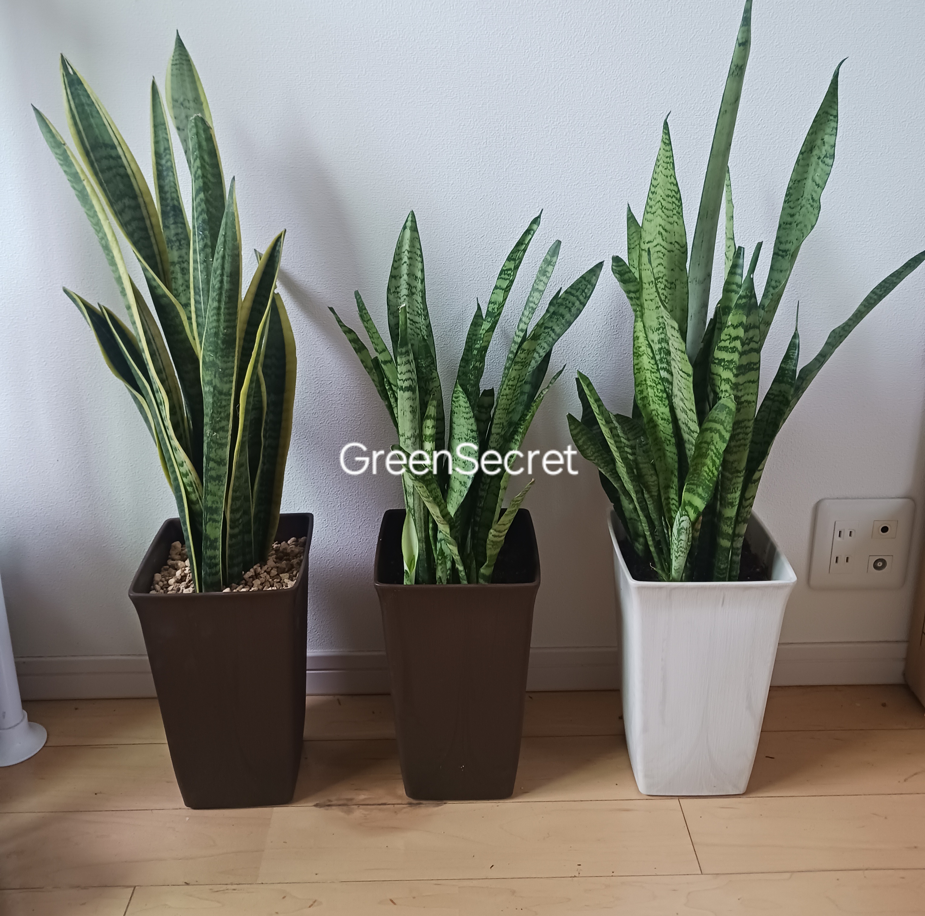 【保存版】サンスベリアの種類一覧