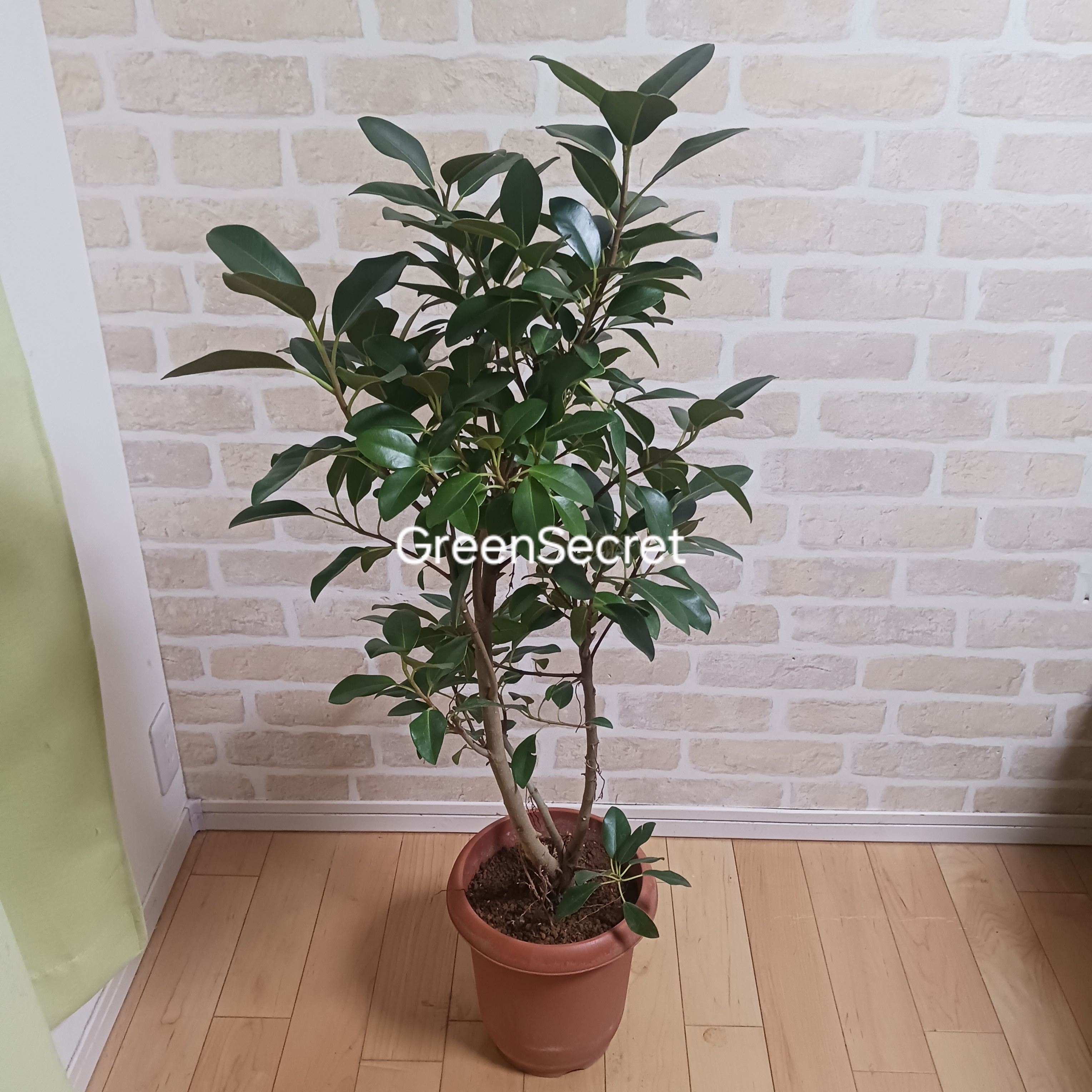 【丈夫で育てやすい】フランスゴムの木の育て方｜葉が落ちる原因・剪定・置き場所まで解説