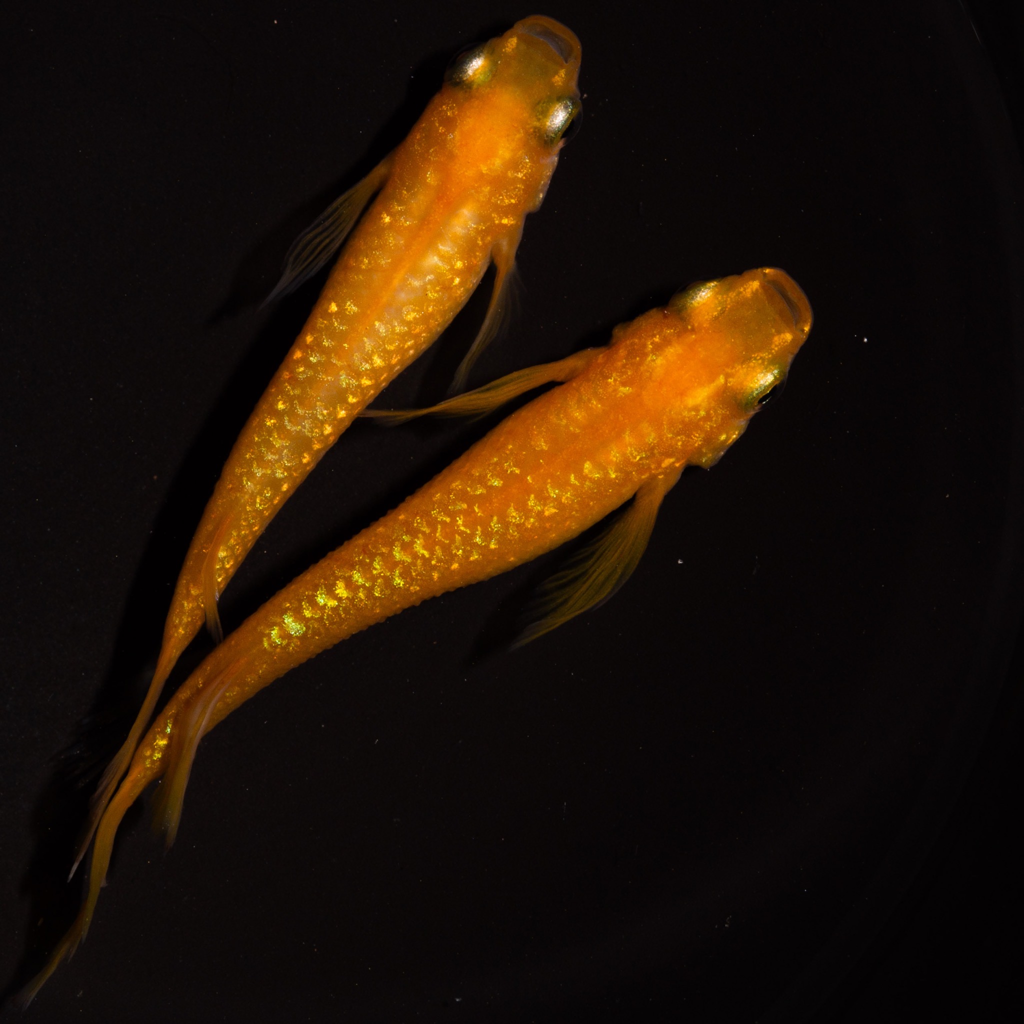 めだかのフォトスタジオ