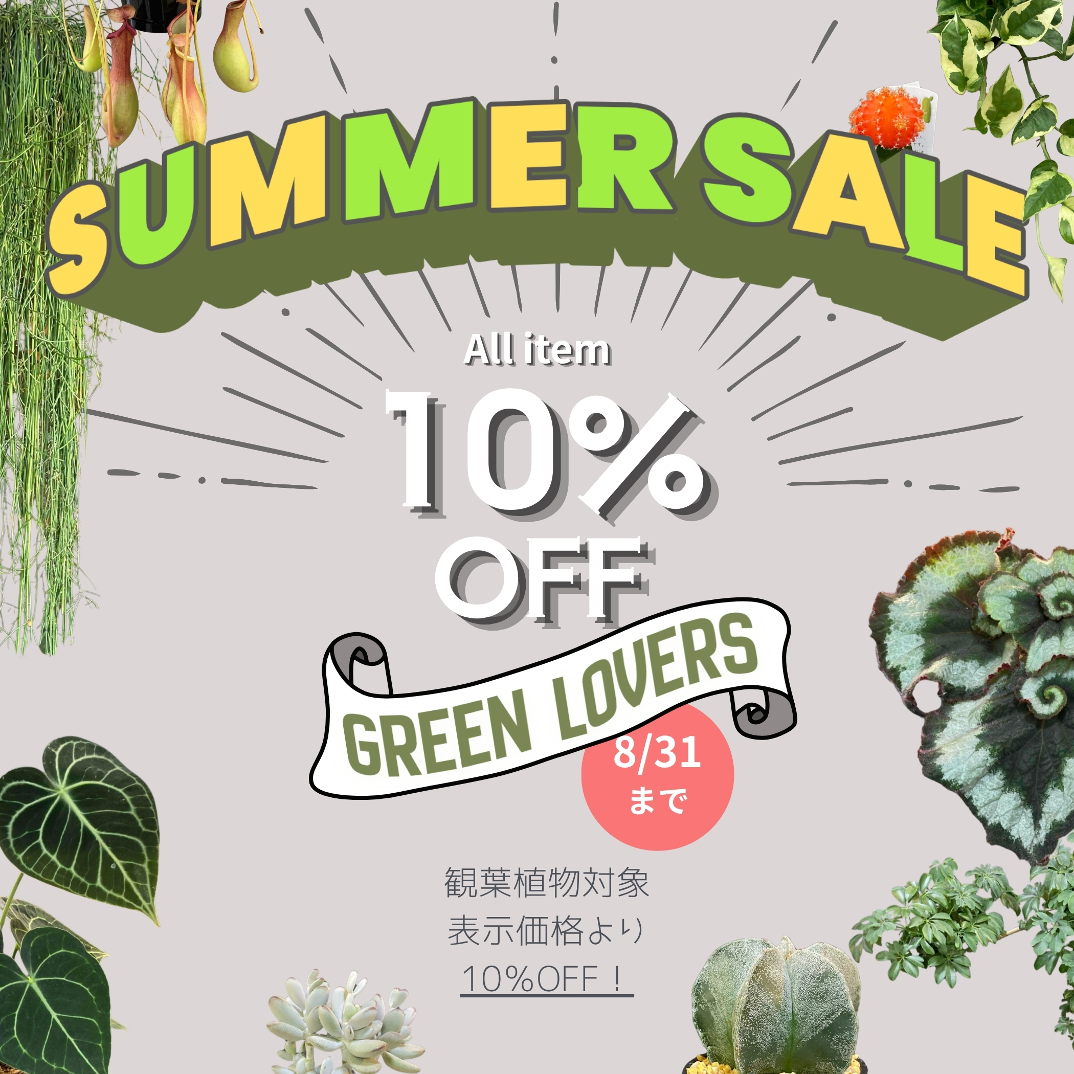 観葉植物のセールのお知らせ