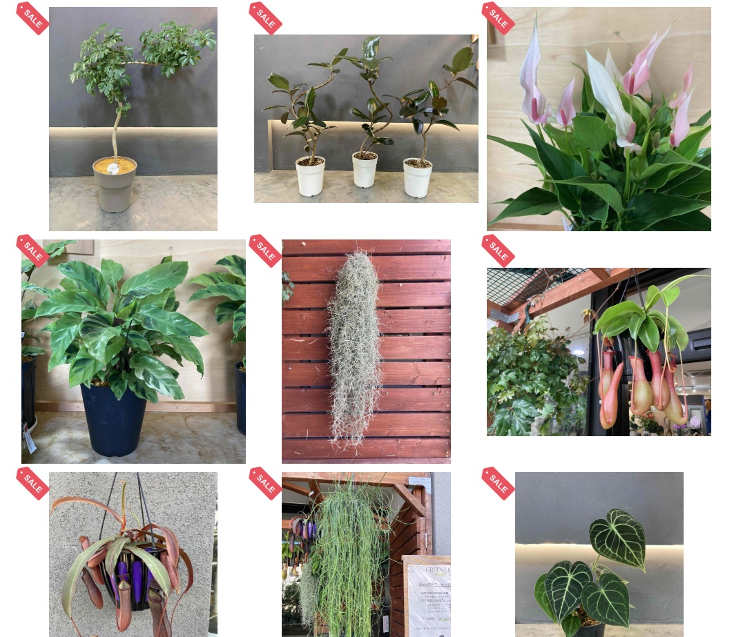 \オンラインショップ限定/観葉サマーセール開催中！