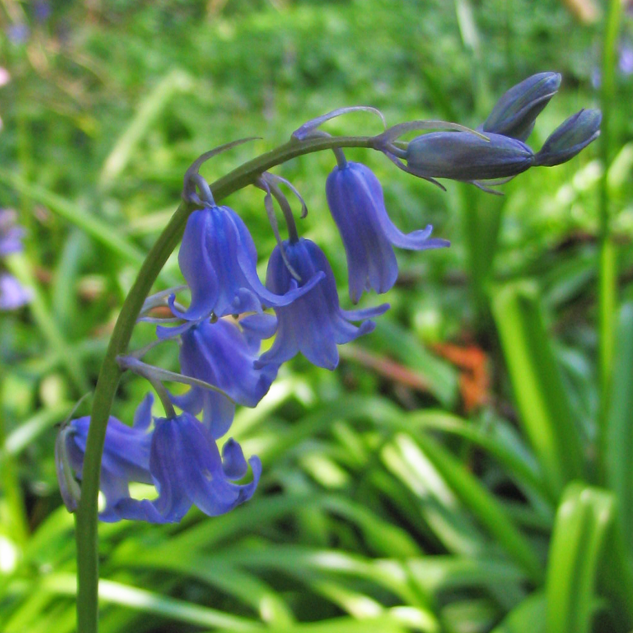 イギリスのカントリーサイドを彩るブルーベルの花　Bluebell