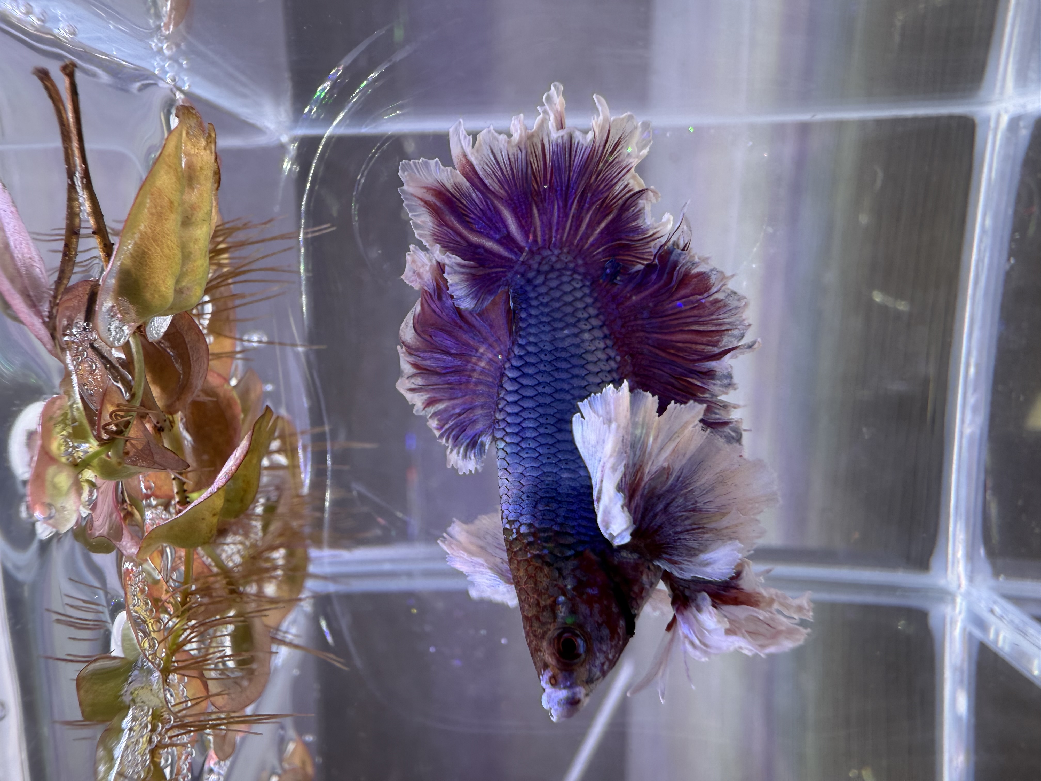 SOUL'dOUTのツンデレちゃん