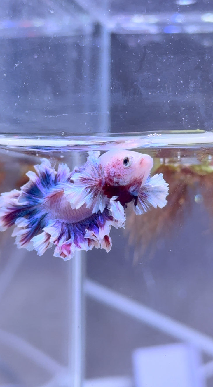 アイドル顔の仮名ぶりちゃん