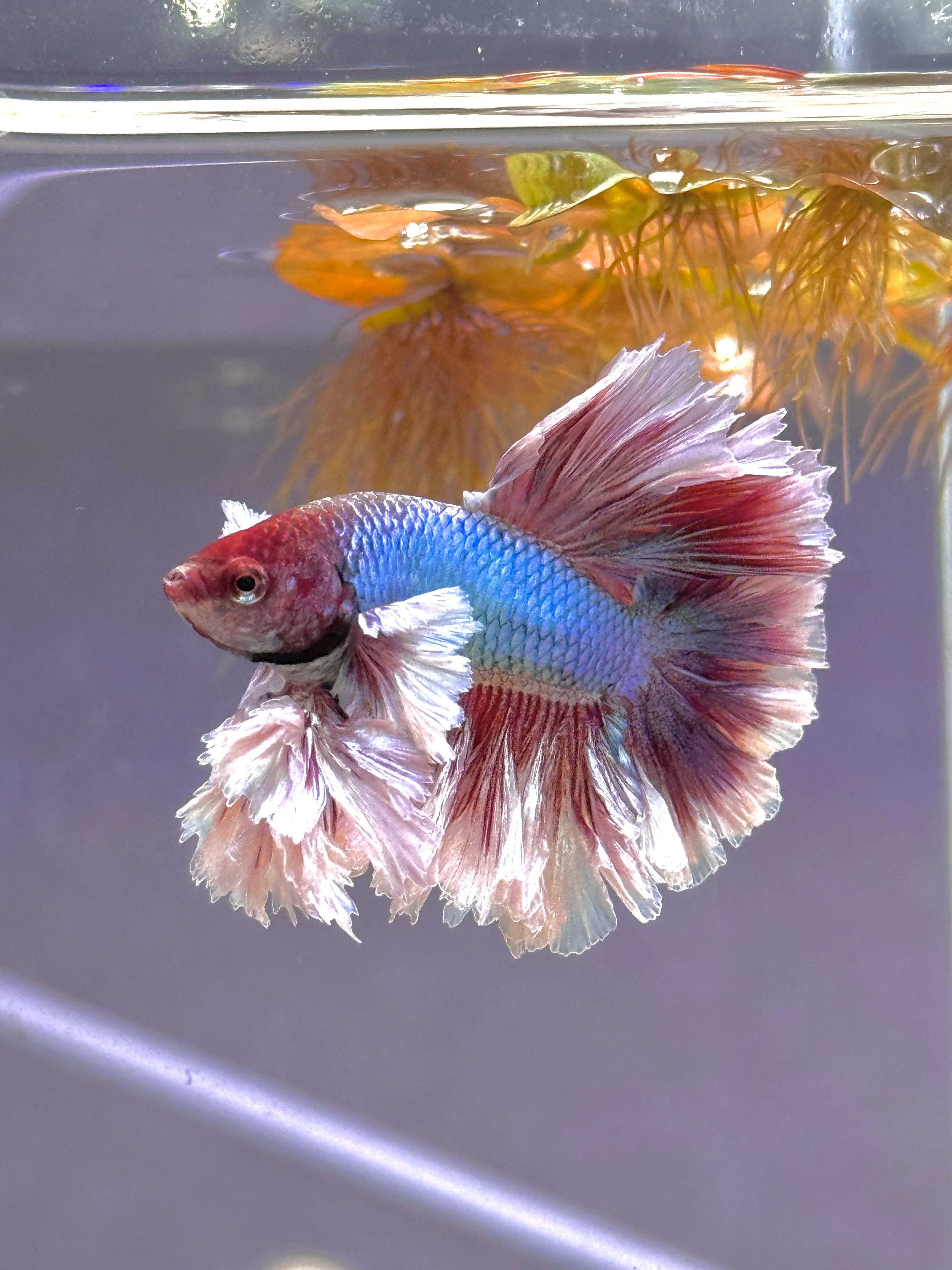 進化していくウルトラキングちゃん