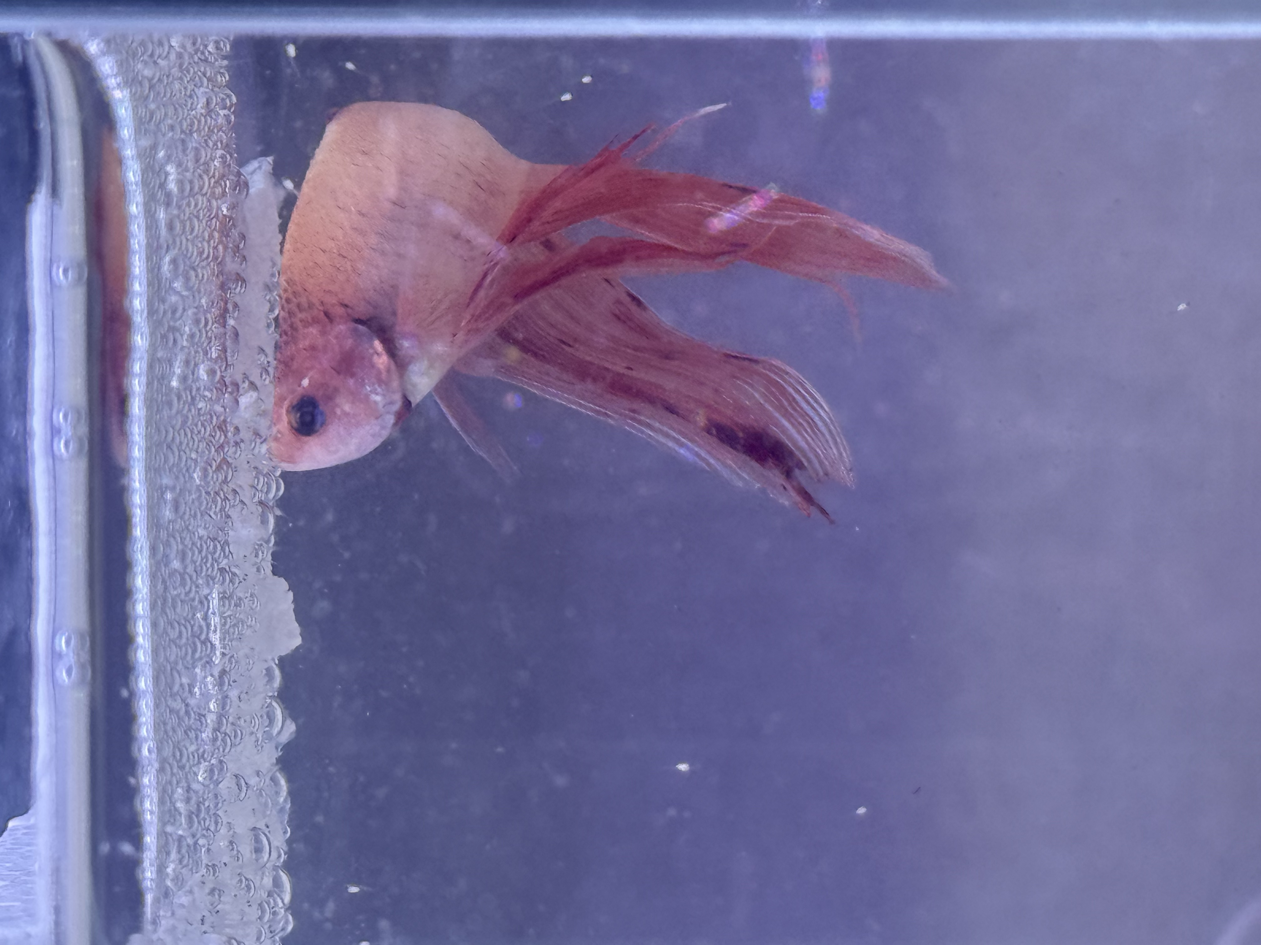 アルマゲドンの子がまさかの!?