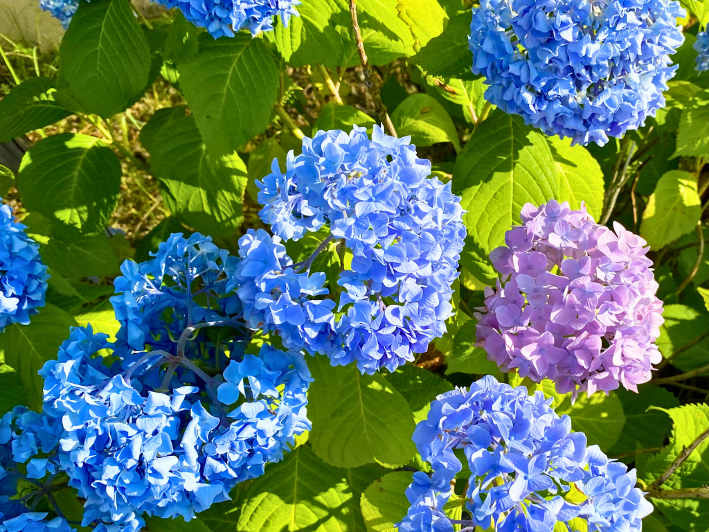 【店長コラム】雨の日も小さな紫陽花で足取りが軽くなる♪