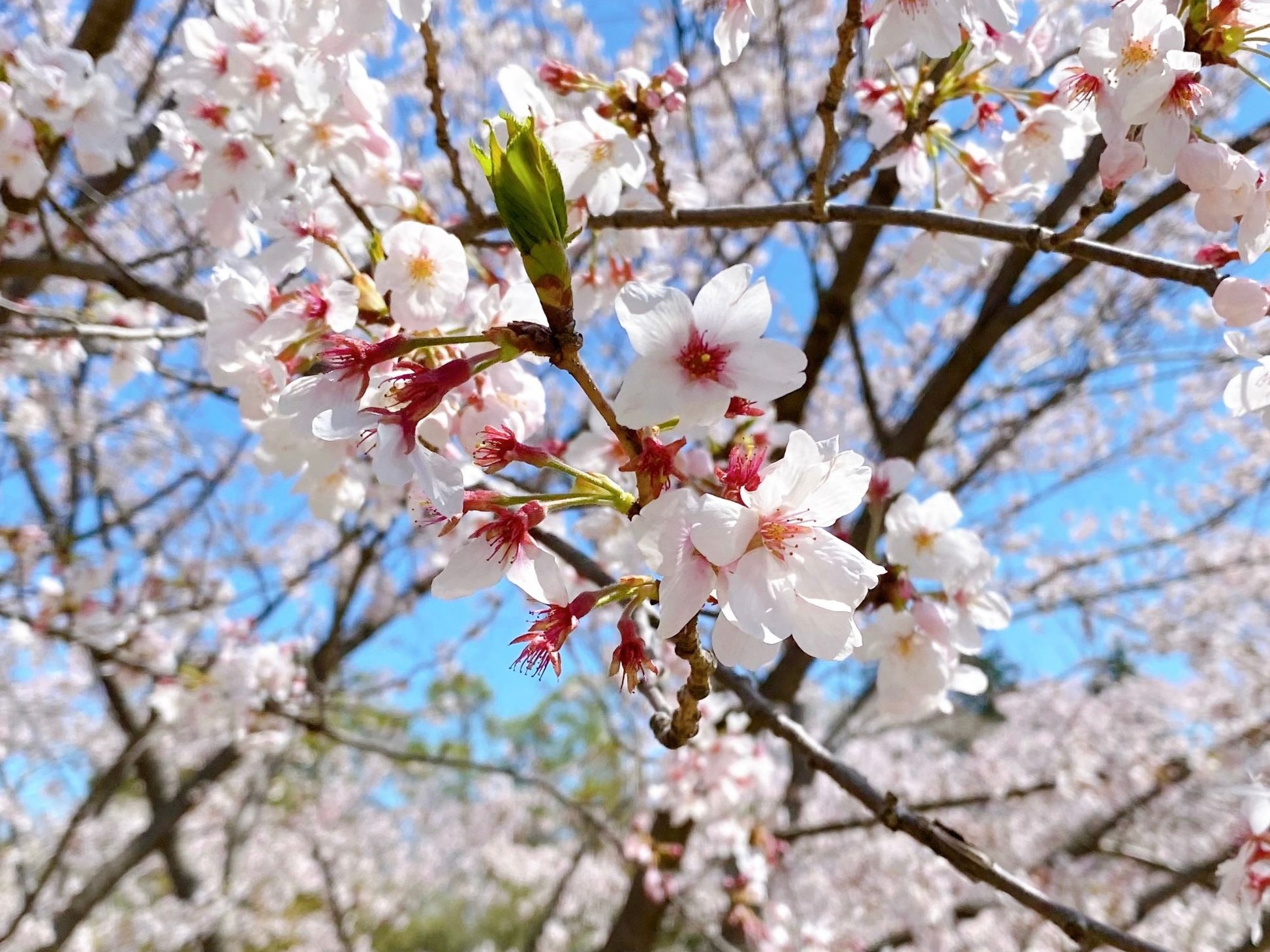 【店長コラム】桜の季節ですね🌸朝の支度が楽しみになるイヤリング。