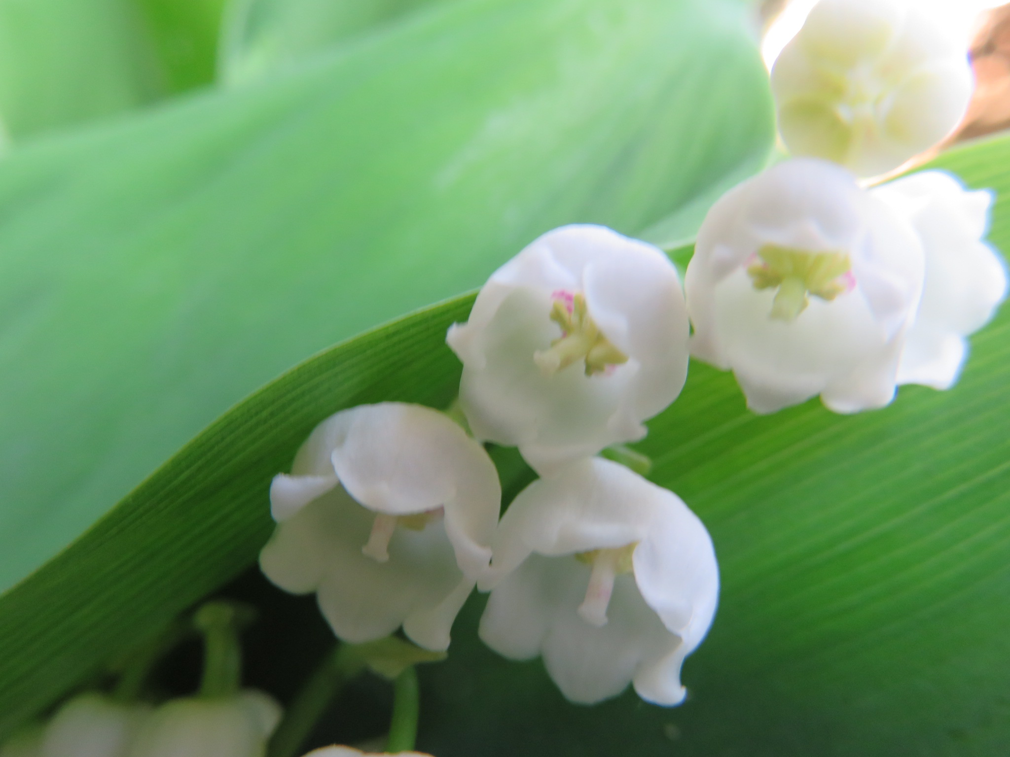 スズランのお花