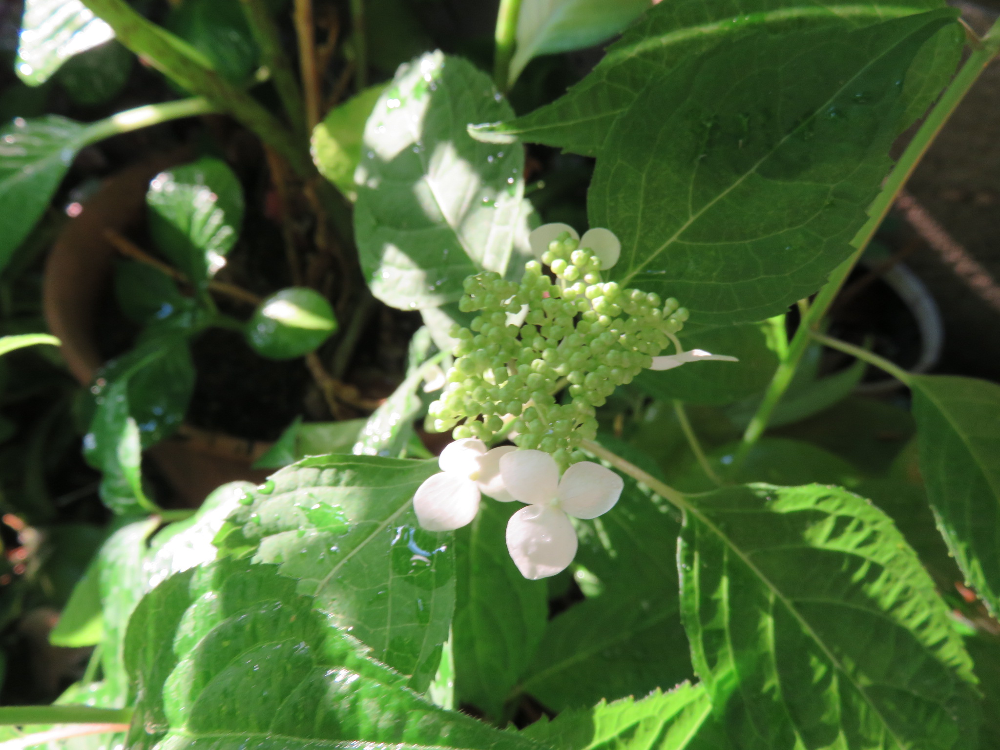 アジサイのお花