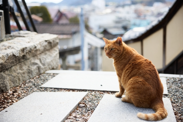 はじめまして。Minyato-旅のカケラ雑貨店-です🐱