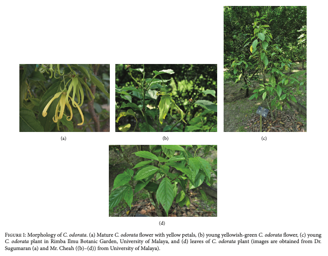 イランイラン精油の効果を科学的に徹底解説