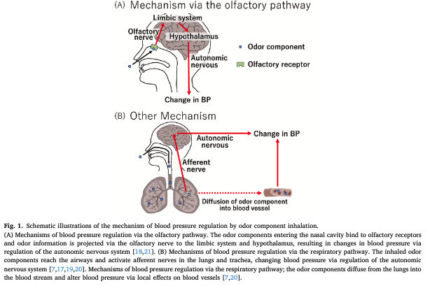 グレープフルーツ精油の香りは血圧を“上げる”？
